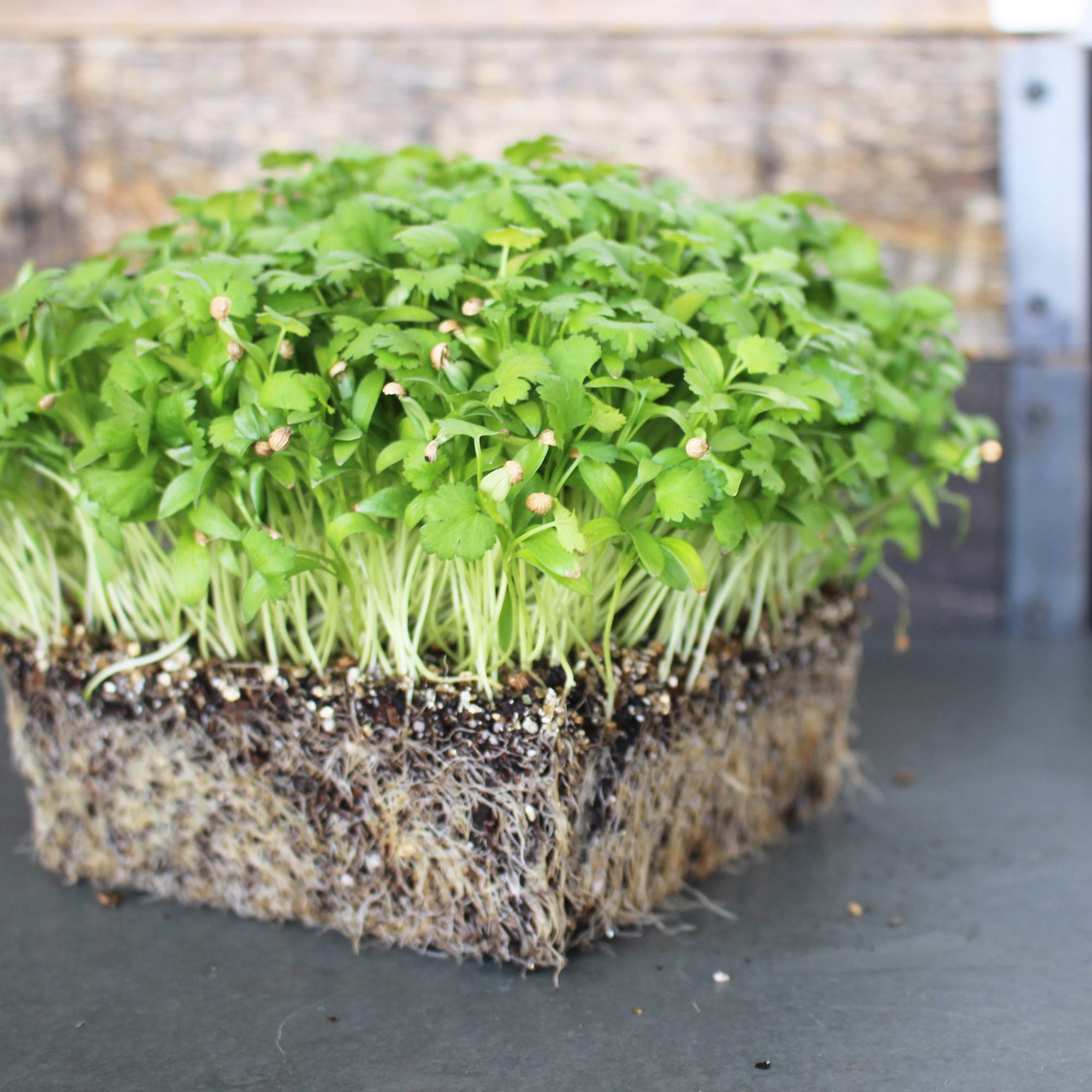 Organic Cilantro Seeds 5lb - Non-GMO Herb & Microgreens for Gardening - Cooking & Salads