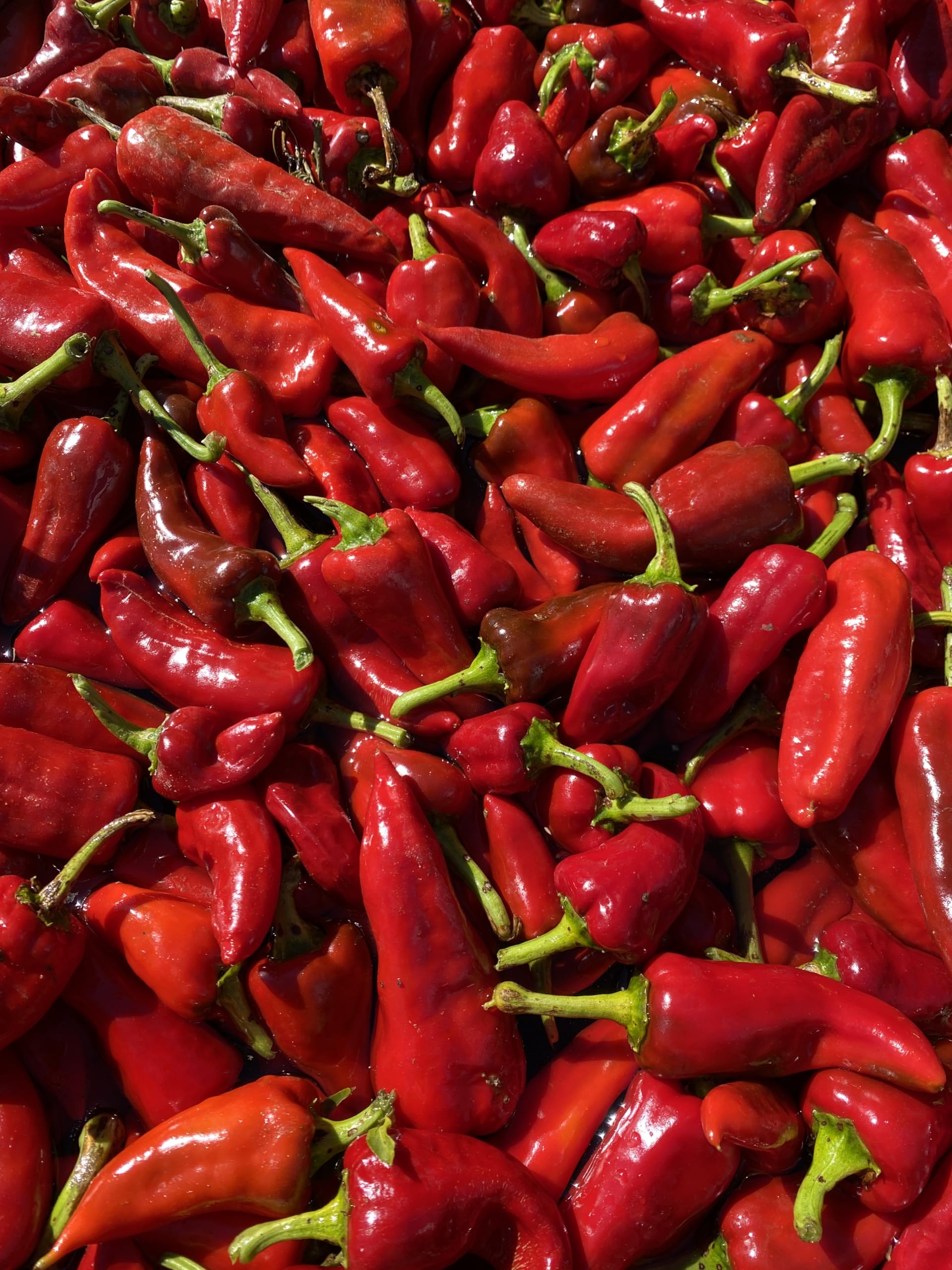 Tesuque Hot Sauce - Small Batch, All Natural, Gluten Free, Low Sugar, Medium Heat - Made with Rare Red Peppers - 6.7oz (200ml) - Perfect for Marinades, Tacos, Burgers & Everyday Meals