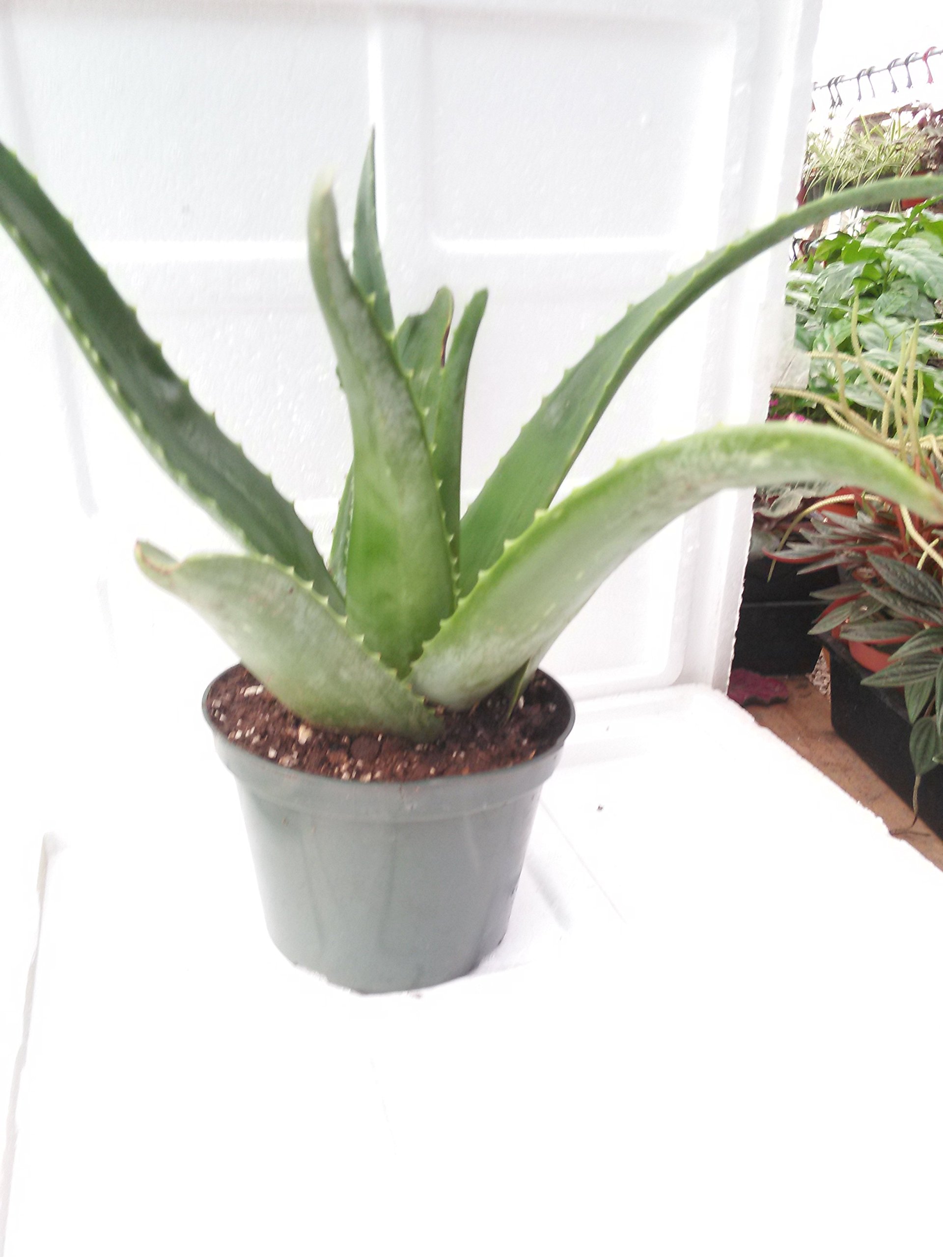 Organic Aloe Vera Juice Plant - Live 6
