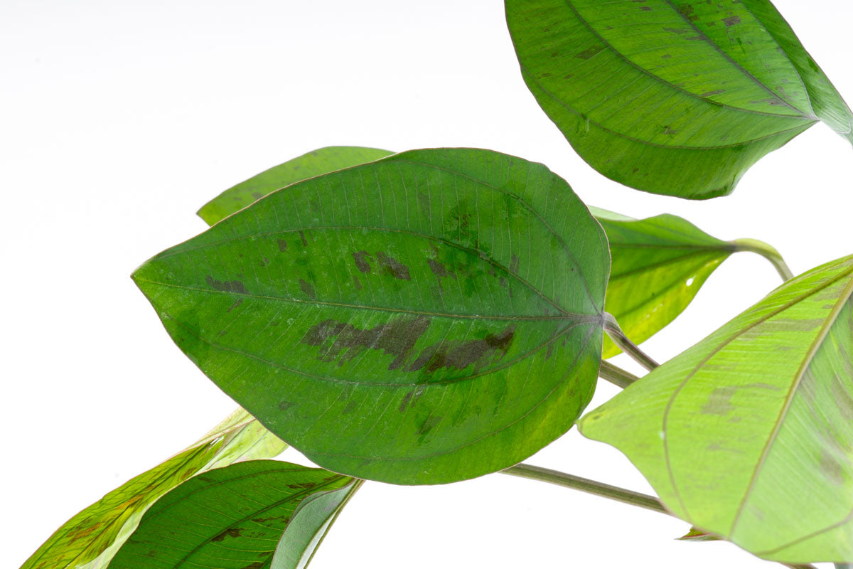 Echinodorus Cordifolius Hybrid - Live Aquatic Plant for Aquariums & Ponds | Easy Care Freshwater Plant for Fish Tanks, Water Gardens & Aquatic Landscaping