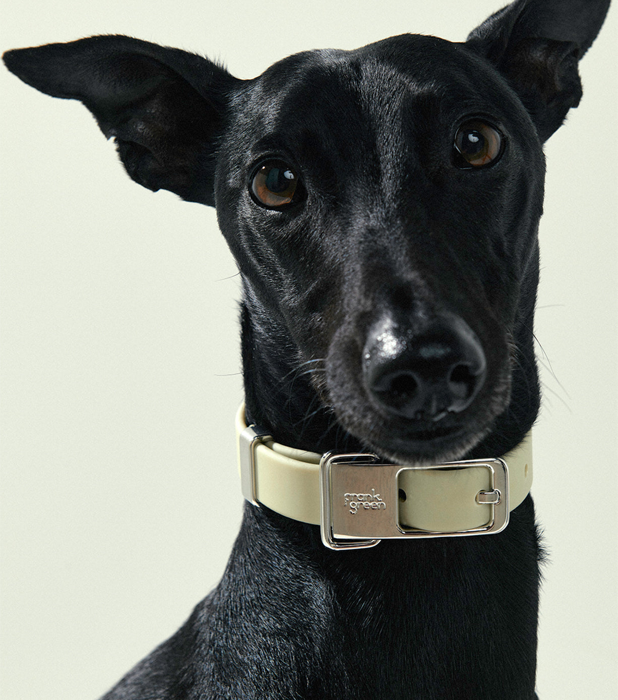 Premium Adjustable Pet Collar for Dogs & Cats - Medium Size, Soft Nylon Material with Quick-Release Buckle - Perfect for Daily Walks, Training & Outdoor Adventures