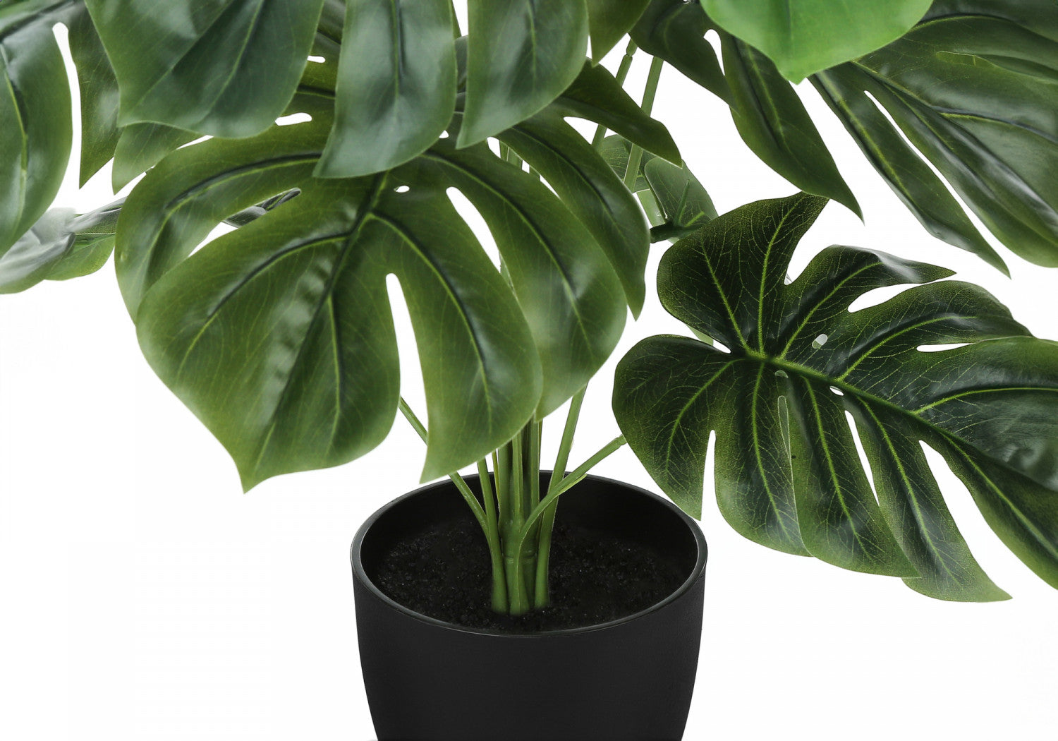 24 Inch Monstera Deliciosa Swiss Cheese Plant with 5 Black Nursery Pots - Indoor Tropical Houseplant for Home Office Decor, Living Room & Bedroom Greenery