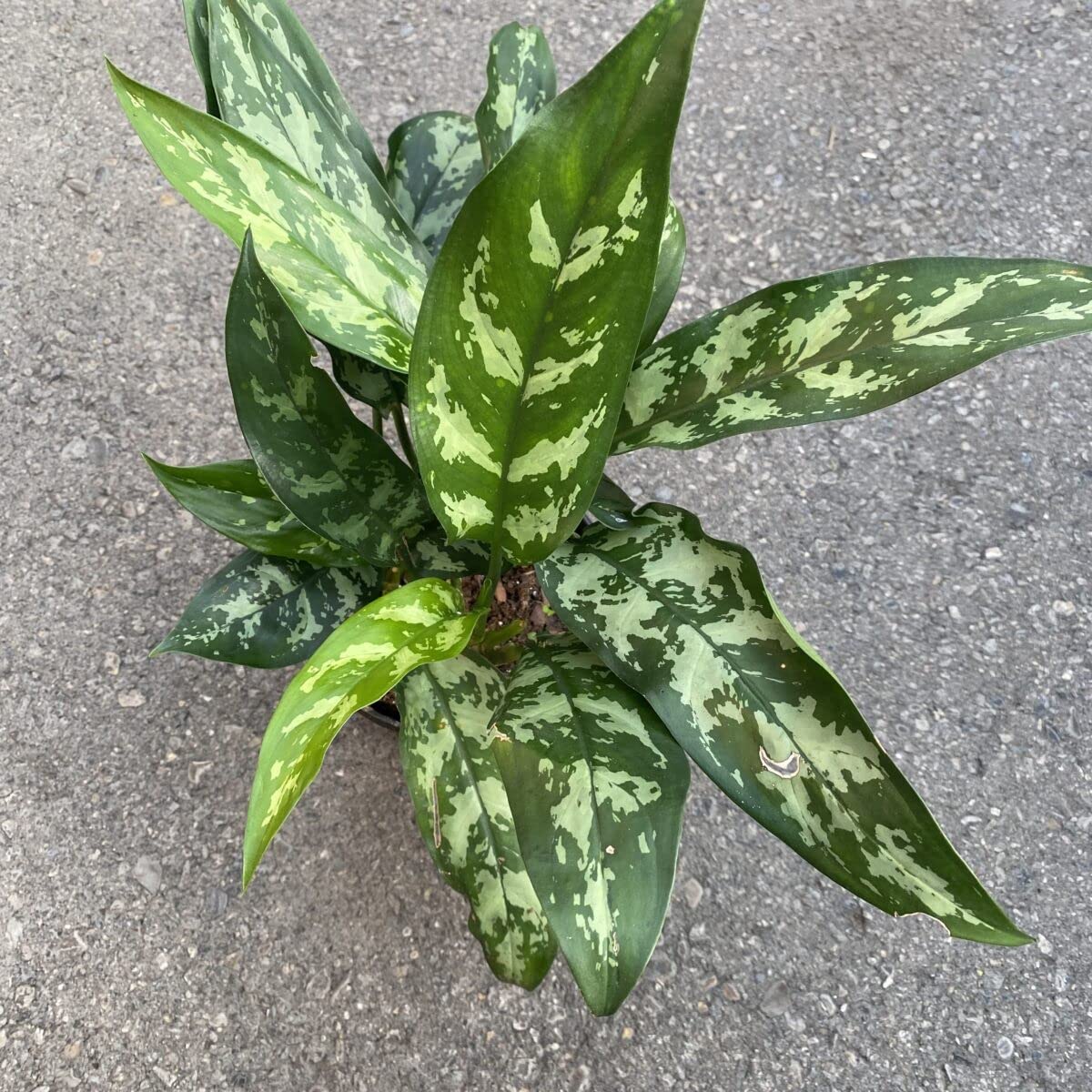 Aglaonema Chinese Evergreen Indoor Plant - Low Light Houseplant for Home, Office & Decor