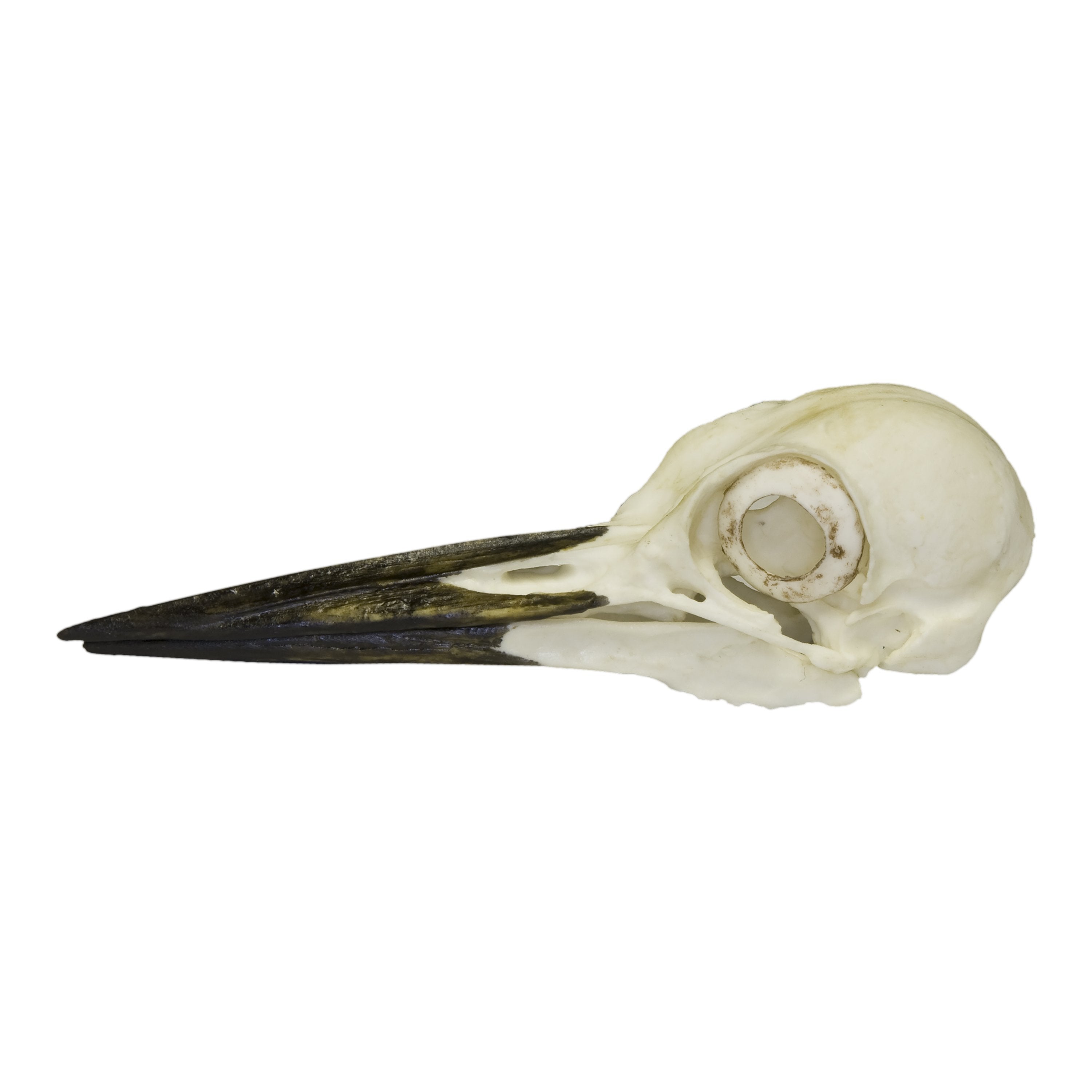 Authentic Replica Pileated Woodpecker Skull - Lifelike Bird Skull Model for Science Education, Home Decor & Gothic Collections | Perfect for Biology Classrooms, Halloween Decor & Taxidermy Displays