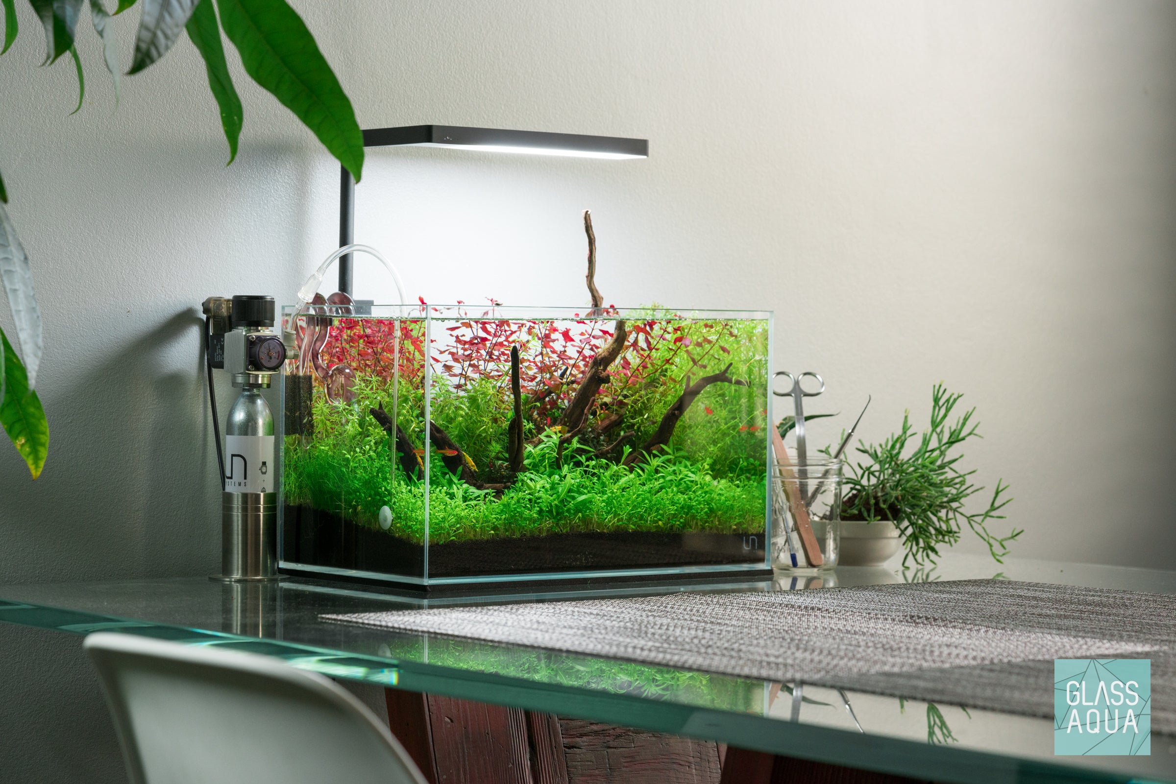 Microcarpaea Minima Merrill - Live Aquatic Plant for Aquariums | Perfect for Nano Tanks, Shrimp Tanks & Aquascaping | Easy Care & Fast Growth