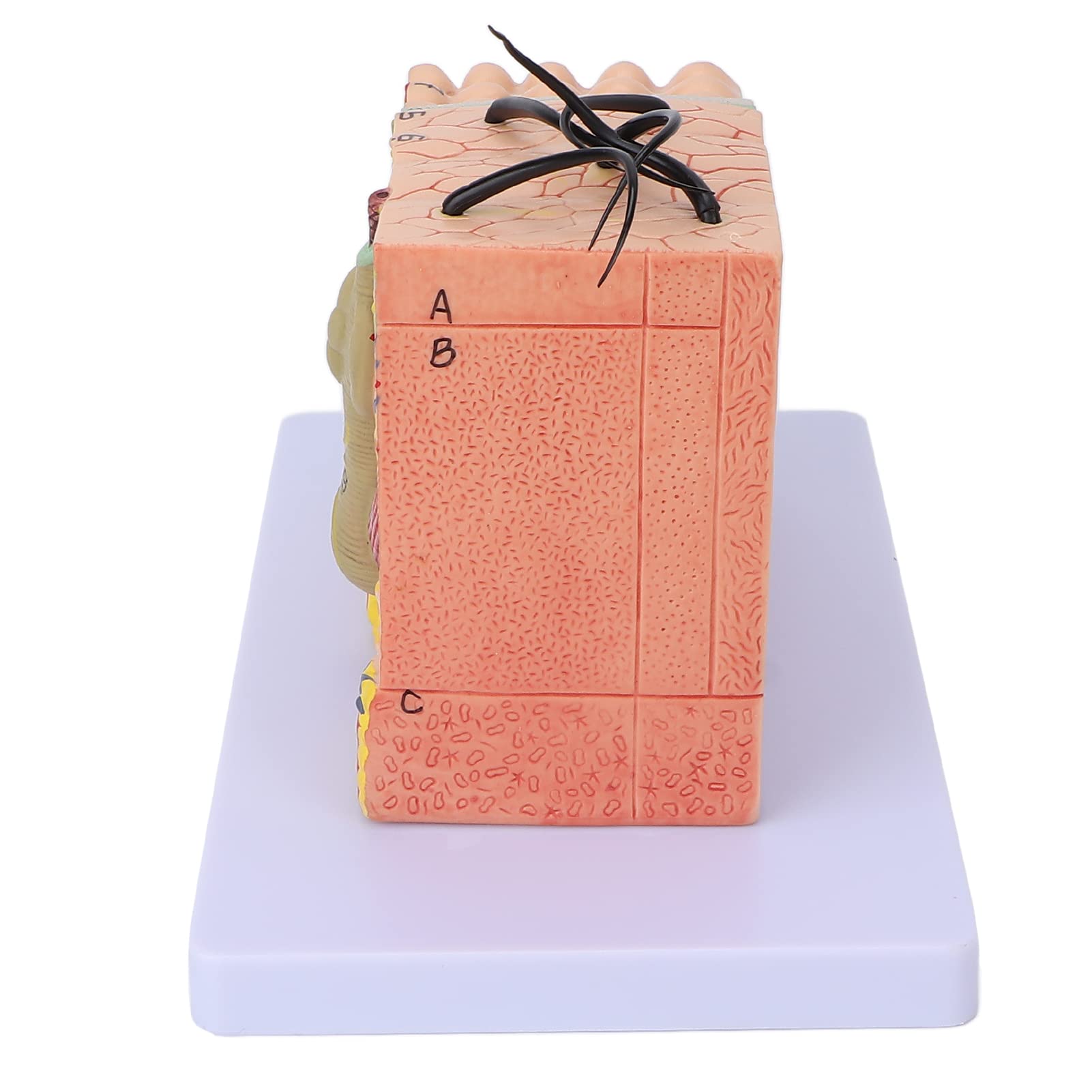 Magnified Skin Tissue Model - PVC Anatomical Skin Model for Dermatology Study, Cosmetology Training & School Education | Perfect for Medical Students, Skin Care Professionals & Classroom Demonstrations