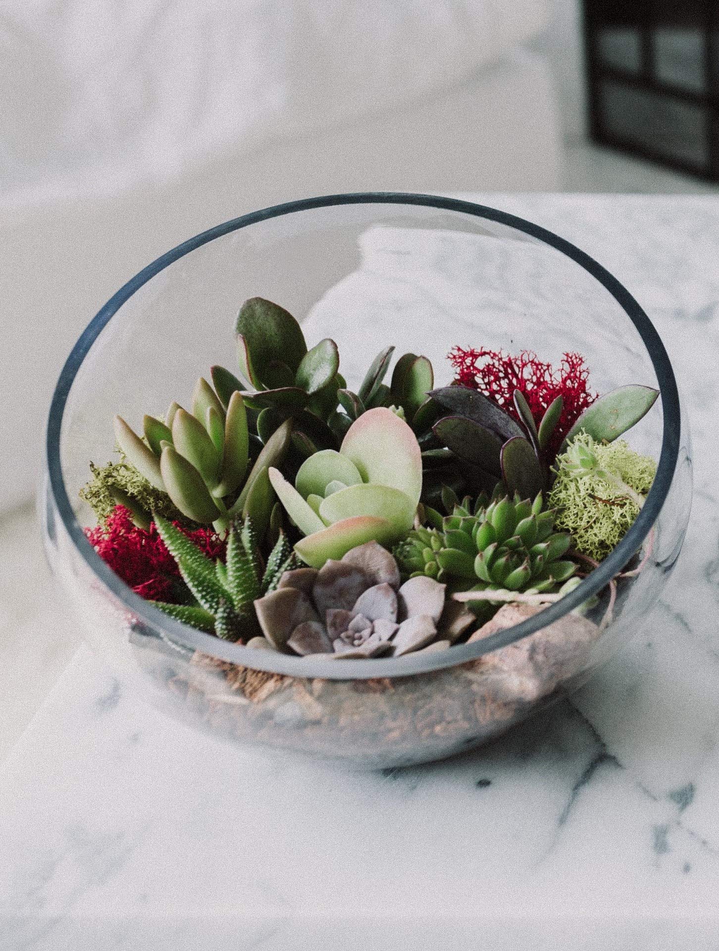 Slanted Cut Glass Terrarium with Live Plants - Modern Geometric Succulent Planter for Home & Office Decor | Perfect for Indoor Plants, Air Purifying, and Gift Ideas