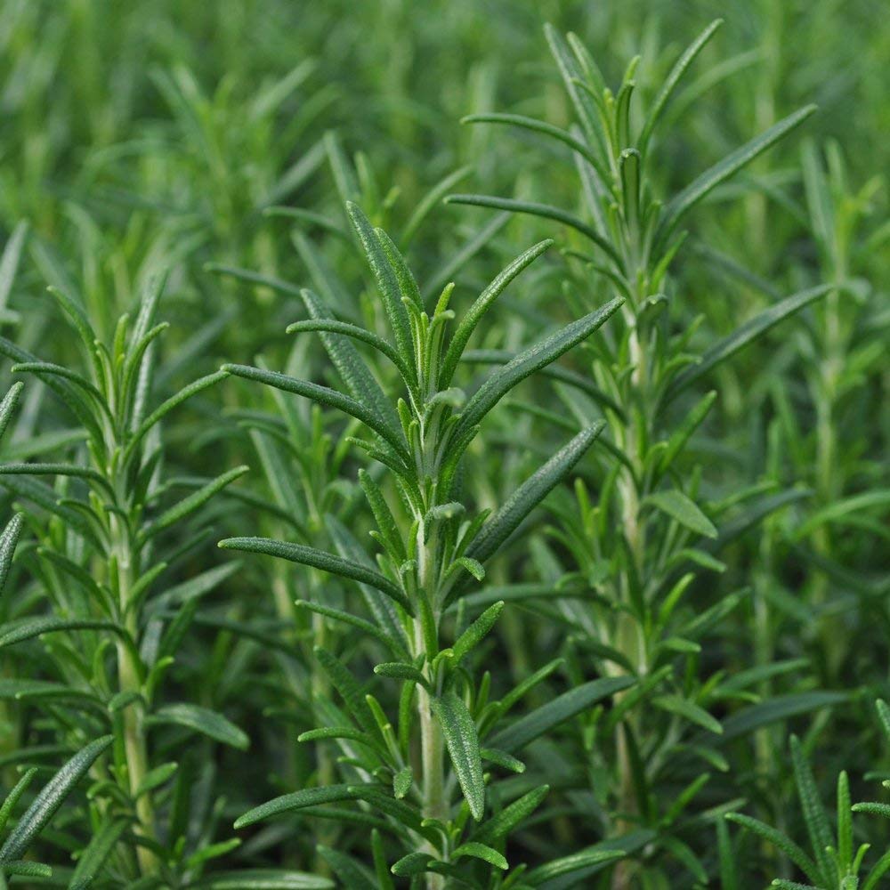 Rosemary Herb Seeds - 25 Count, Non-GMO, Home Gardening for Cooking & Aromatherapy