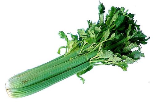 Fresh Organic Celery Stalks - Large Crisp Bundle (1 Bunch) - Perfect for Juicing, Salads & Healthy Snacks