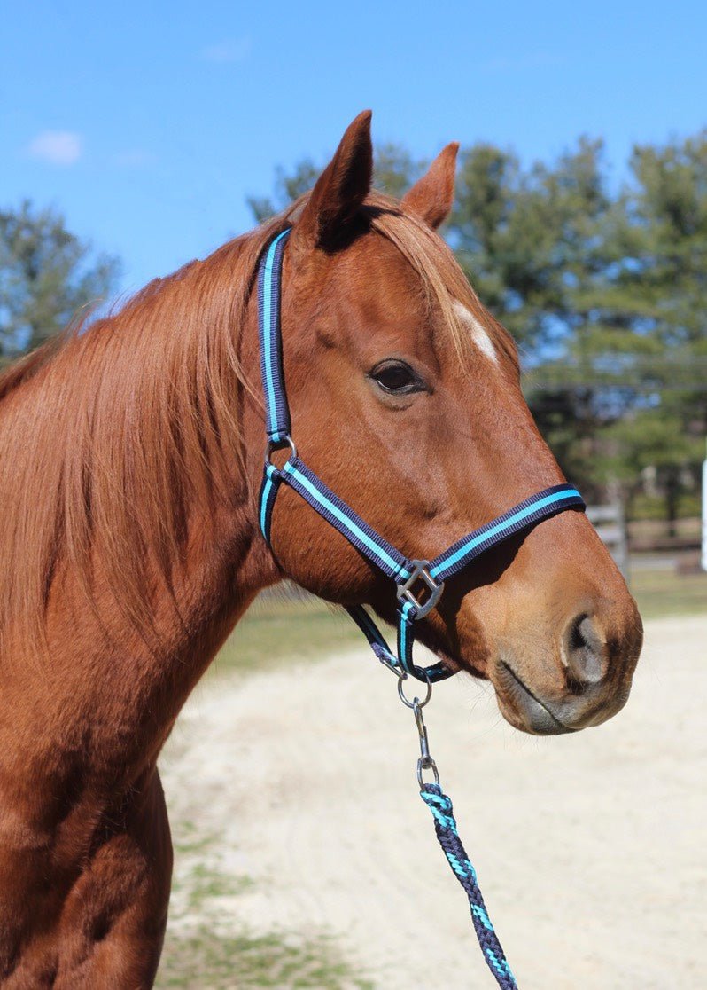 TuffRider Nylon Breakaway Halter & Lead Rope Set for Horses - Durable Equestrian Training Gear for Trail Riding, Show Prep & Stable Use