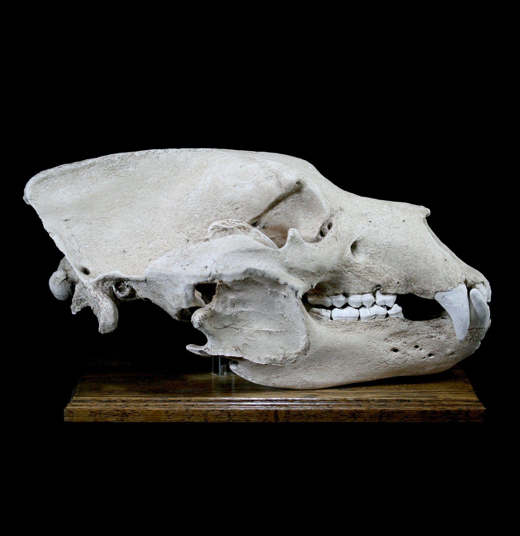 Authentic Grizzly Bear Skull Replica with Display Stand - Lifelike Taxidermy Decor for Home, Office, or Hunting Lodge - Perfect for Halloween, Cabin Decor, and Wildlife Enthusiasts