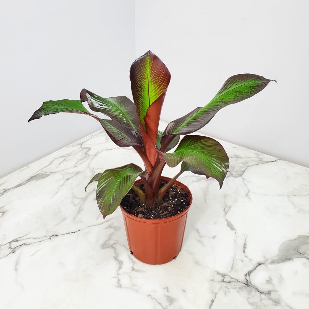 Ensete Maurellii Red Banana Tree Plant - 34