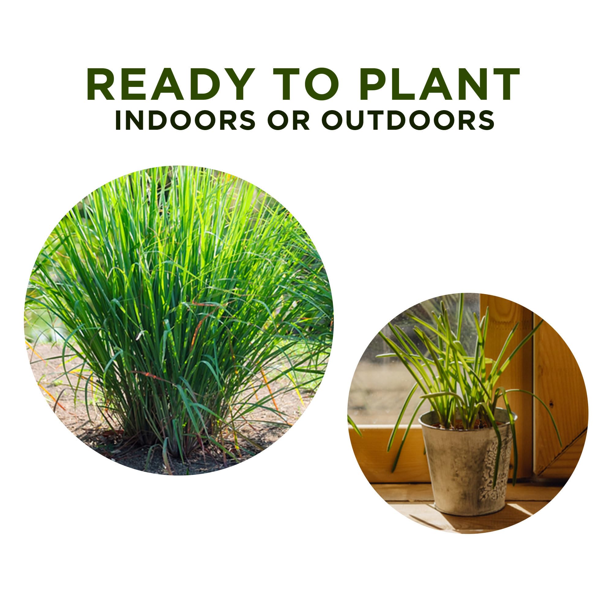 5 Fresh Lemongrass Live Plants - 12 Inch Stalks for Cooking, Tea & Natural Pest Repellent | Indoor Herb Garden & Outdoor Planting