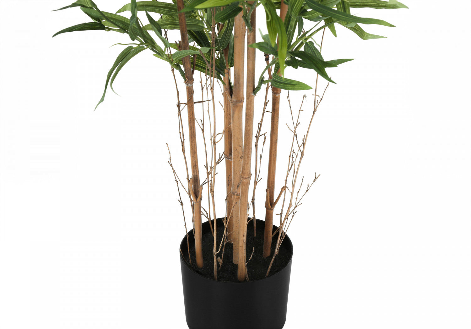 50 Pack Bamboo Plants in 5 Black Pots - Indoor House Plants for Home Decor, Office Feng Shui, and Gift Giving
