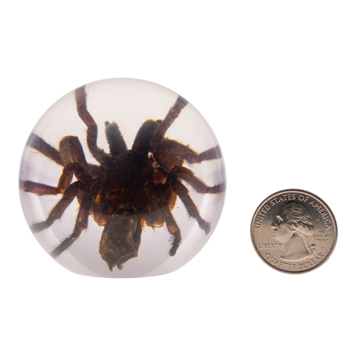 Real Tarantula in Acrylic Globe - Preserved Spider Specimen for Science Display, Home Decor & Halloween Collection - Perfect for Entomology Lovers, Gothic Decor & Unique Gift Ideas