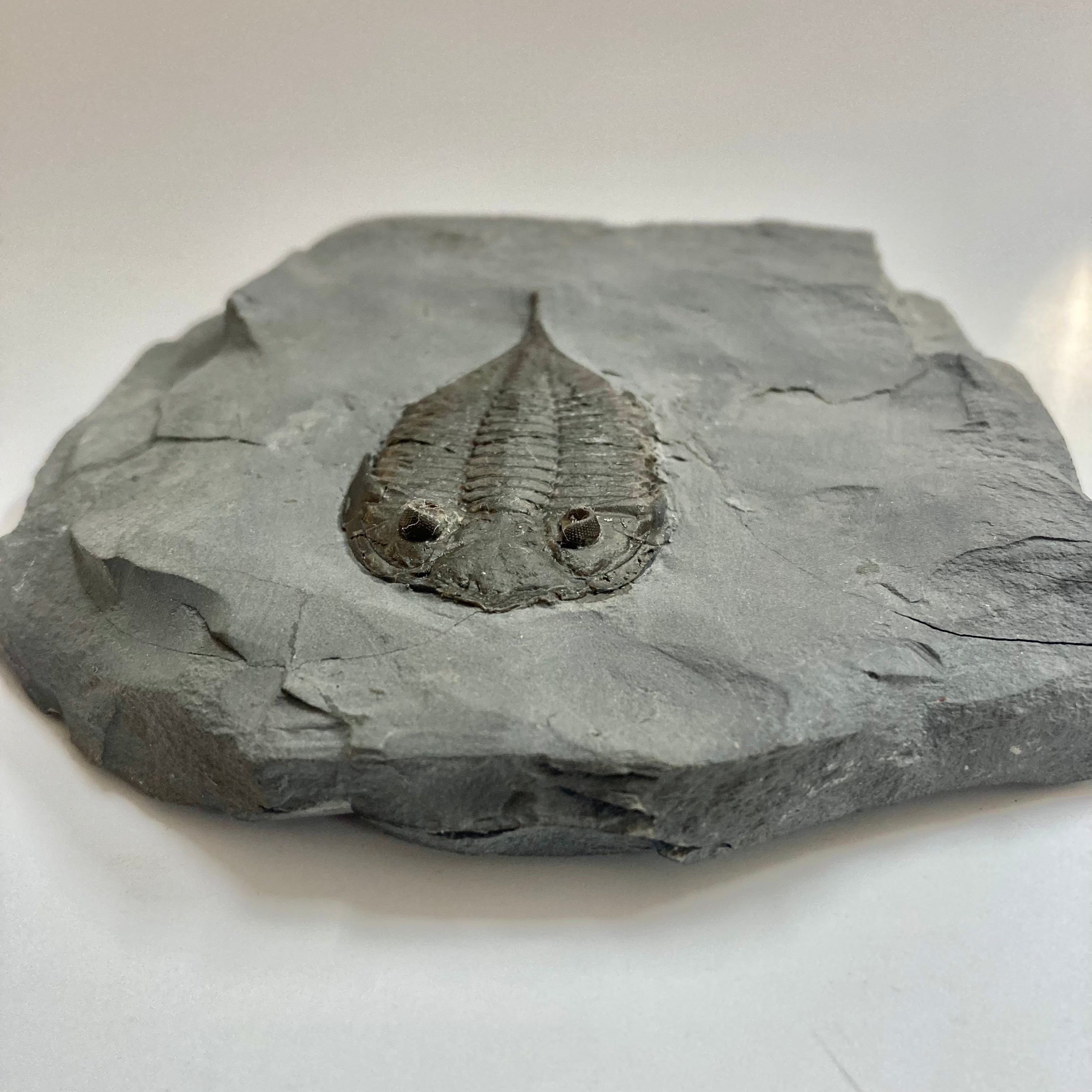 Authentic Dalmanites Limulurus Trilobite Fossil - Rare Paleozoic Era Specimen for Collectors & Science Enthusiasts | Perfect for Home Decor, Education & Gift Giving