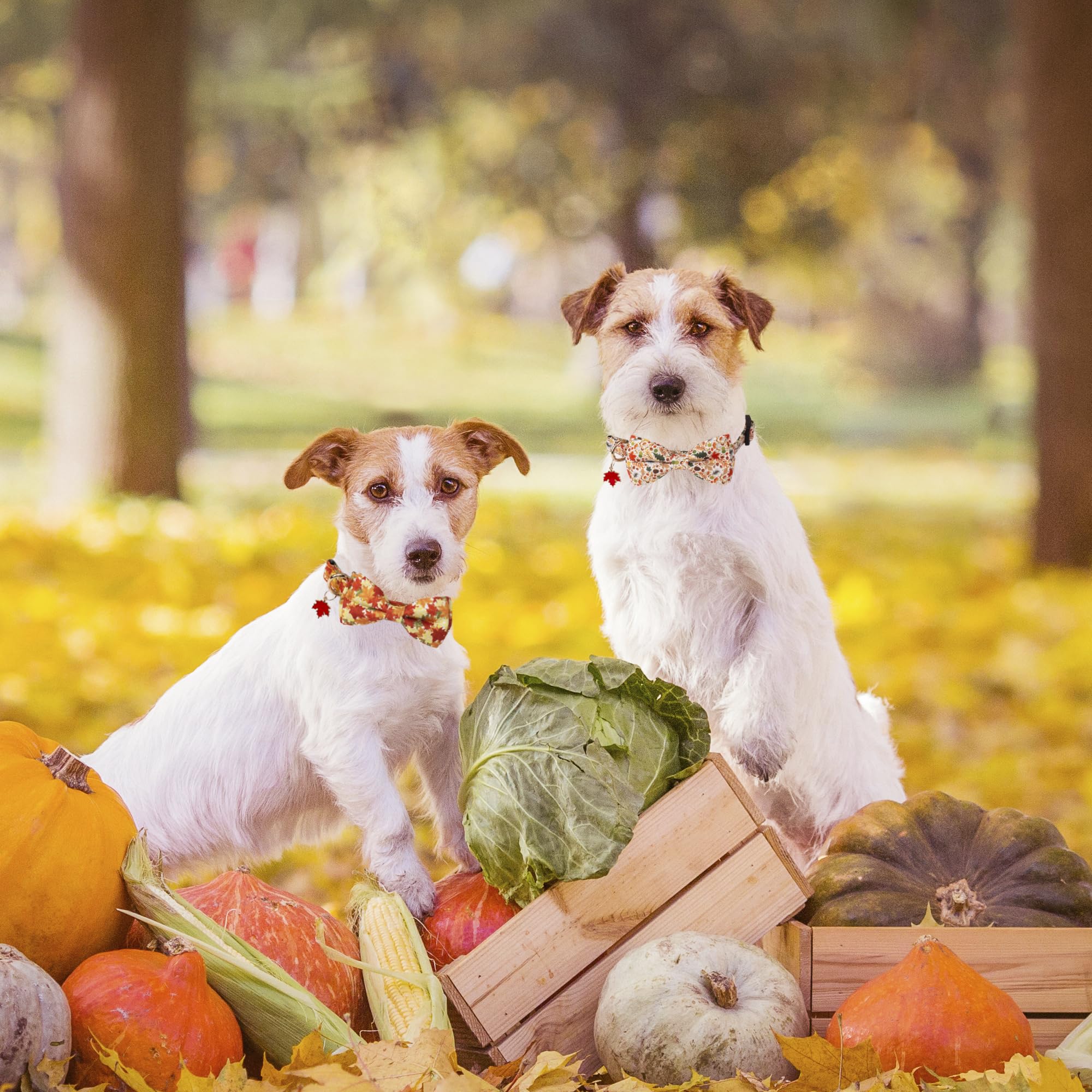 ADOGGYGO Adjustable Fall Dog Collar with Removable Bowtie - Autumn Leaves Pattern Thanksgiving Pet Collar for Small Medium Large Dogs - Perfect for Thanksgiving Photos & Seasonal Outings