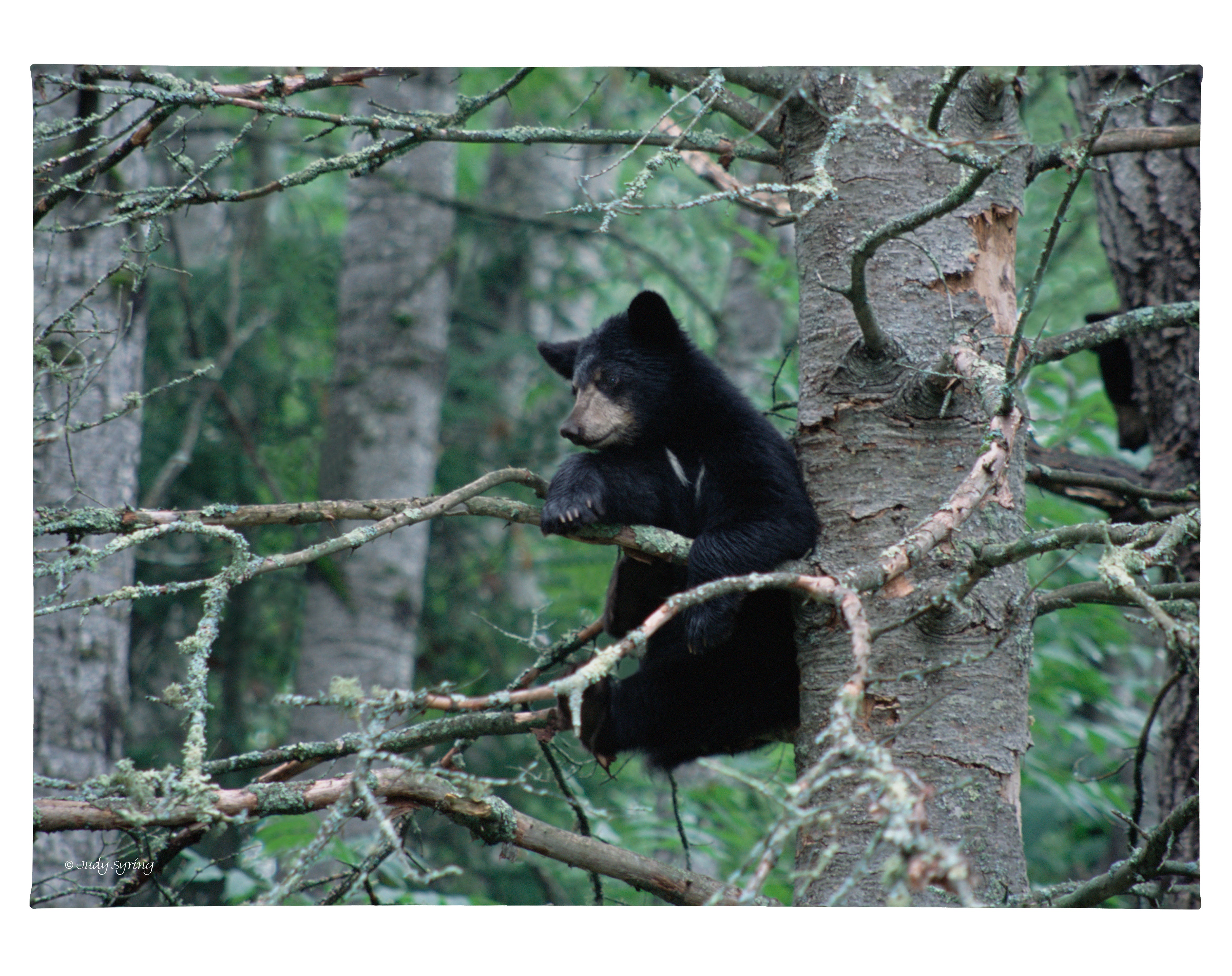 Black Bear Cub 13x18 Gallery Wrapped Canvas - Wildlife Wall Art for Living Room, Bedroom & Office Decor