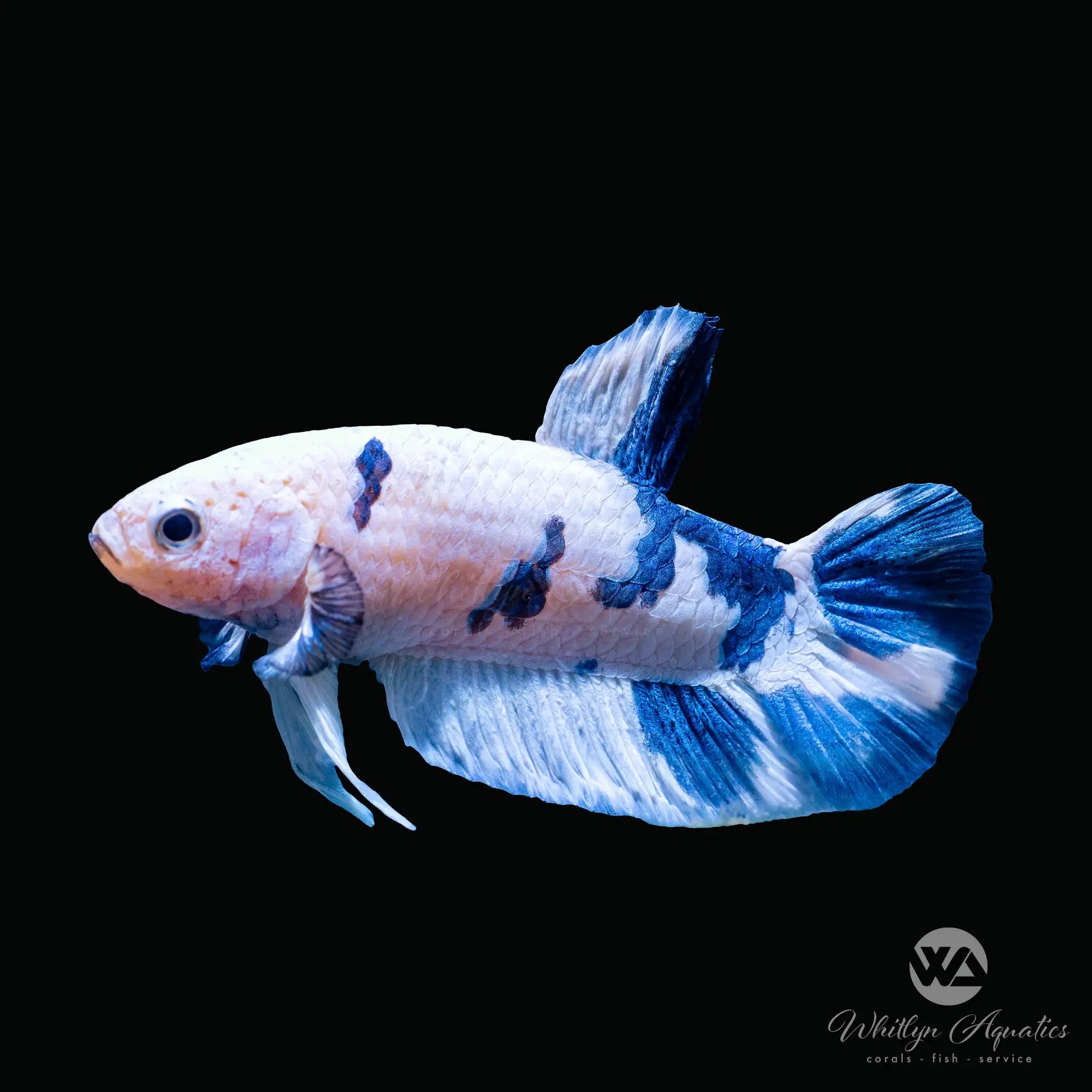 Premium Marble Dot Plakat Betta Fish - Vibrant Colors & Unique Patterns for Aquariums & Fish Tanks | Perfect for Home & Office Decor