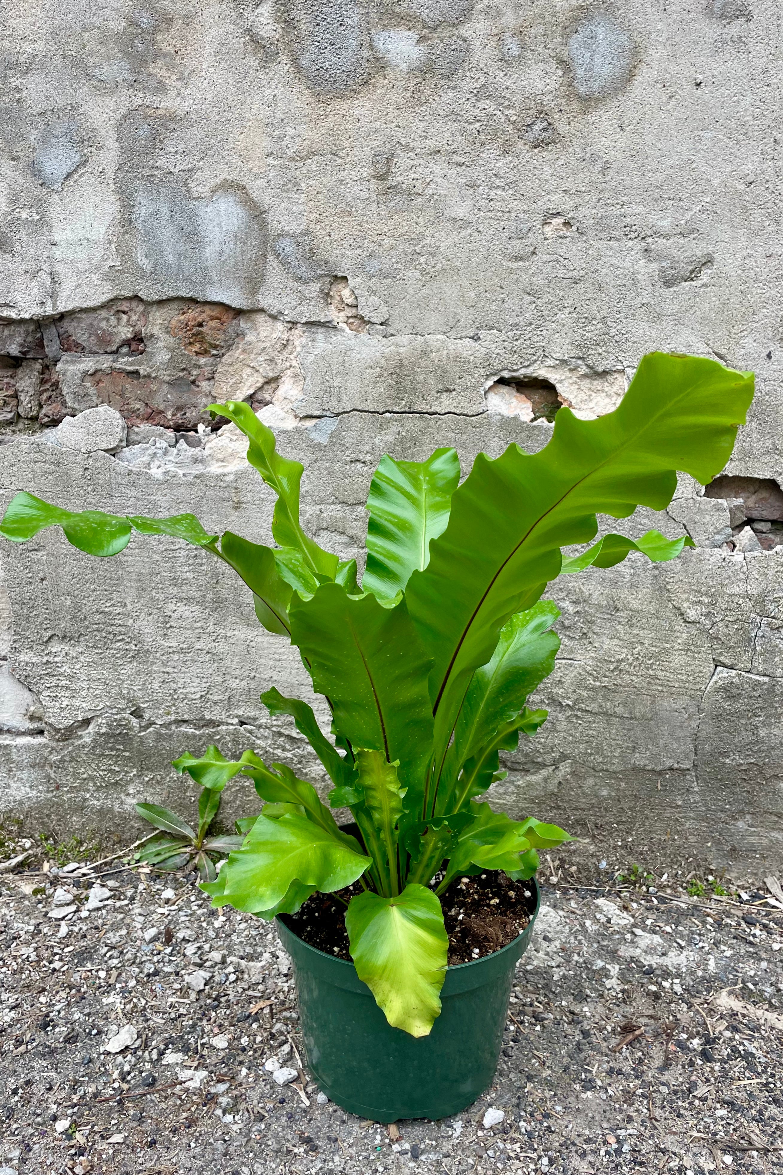 Buy Asplenium Nidus Bird's Nest Fern - 8 Inch Live Indoor House Plant for Home & Office Decor | Perfect for Living Rooms, Bathrooms, and Low-Light Spaces