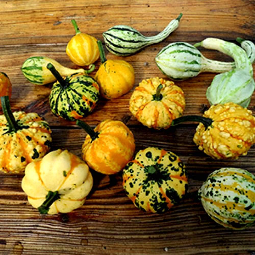 Decorative Pumpkin Seed Mix - Non-GMO Ornamental Squash & Gourd Seeds (10 Pack) for Planting, Fall Home Decor, Thanksgiving Centerpieces & Garden Landscaping
