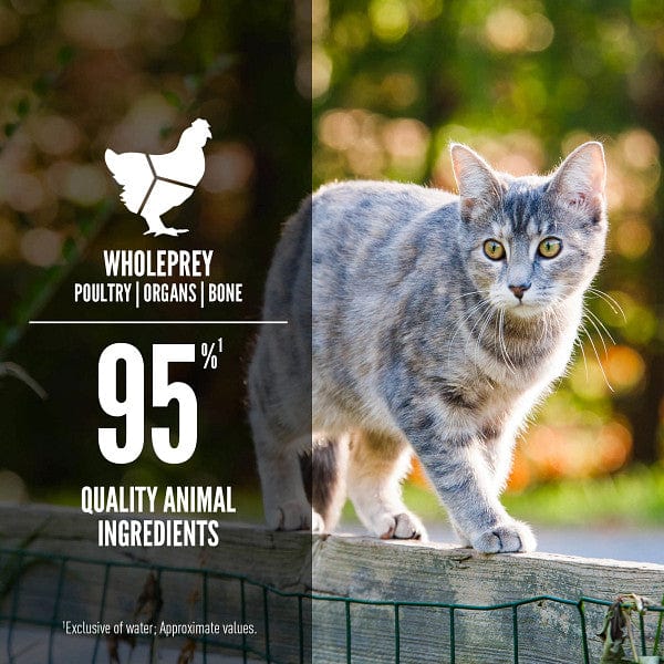 Premium Orijen Duck & Chicken Entrée Grain-Free Canned Cat Food - High Protein, Natural Ingredients for Adult Cats - Perfect for Mealtime & Special Occasions