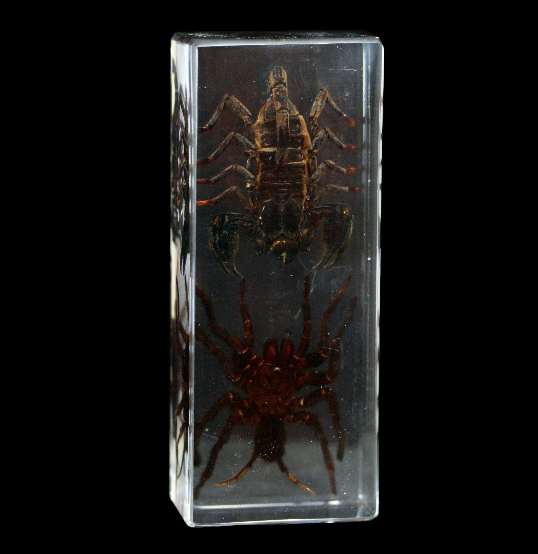 Tarantula vs Scorpion Encased in Clear Acrylic Block - Educational Insect Specimen Display for Science Classrooms & Nature Collections
