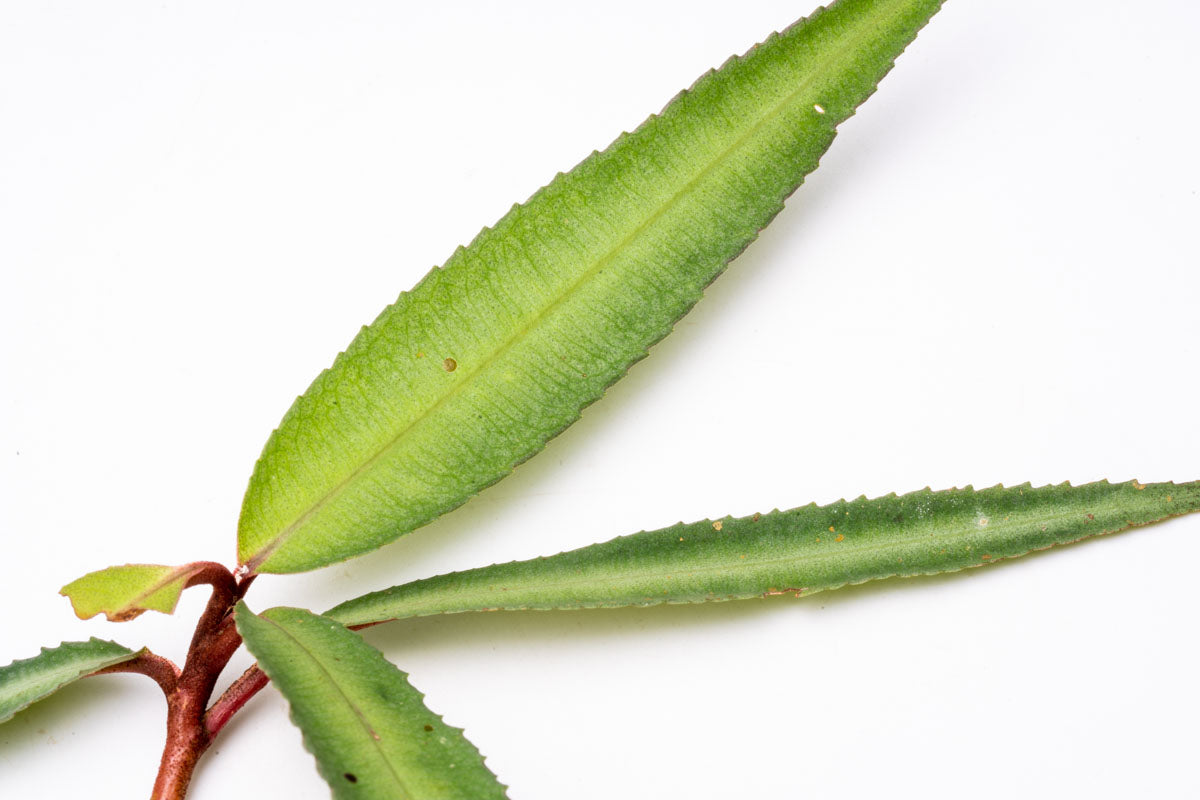 Ardisia Silver - Elegant Indoor Houseplant for Home & Office Decor | Perfect for Living Rooms, Bedrooms, and Workspaces
