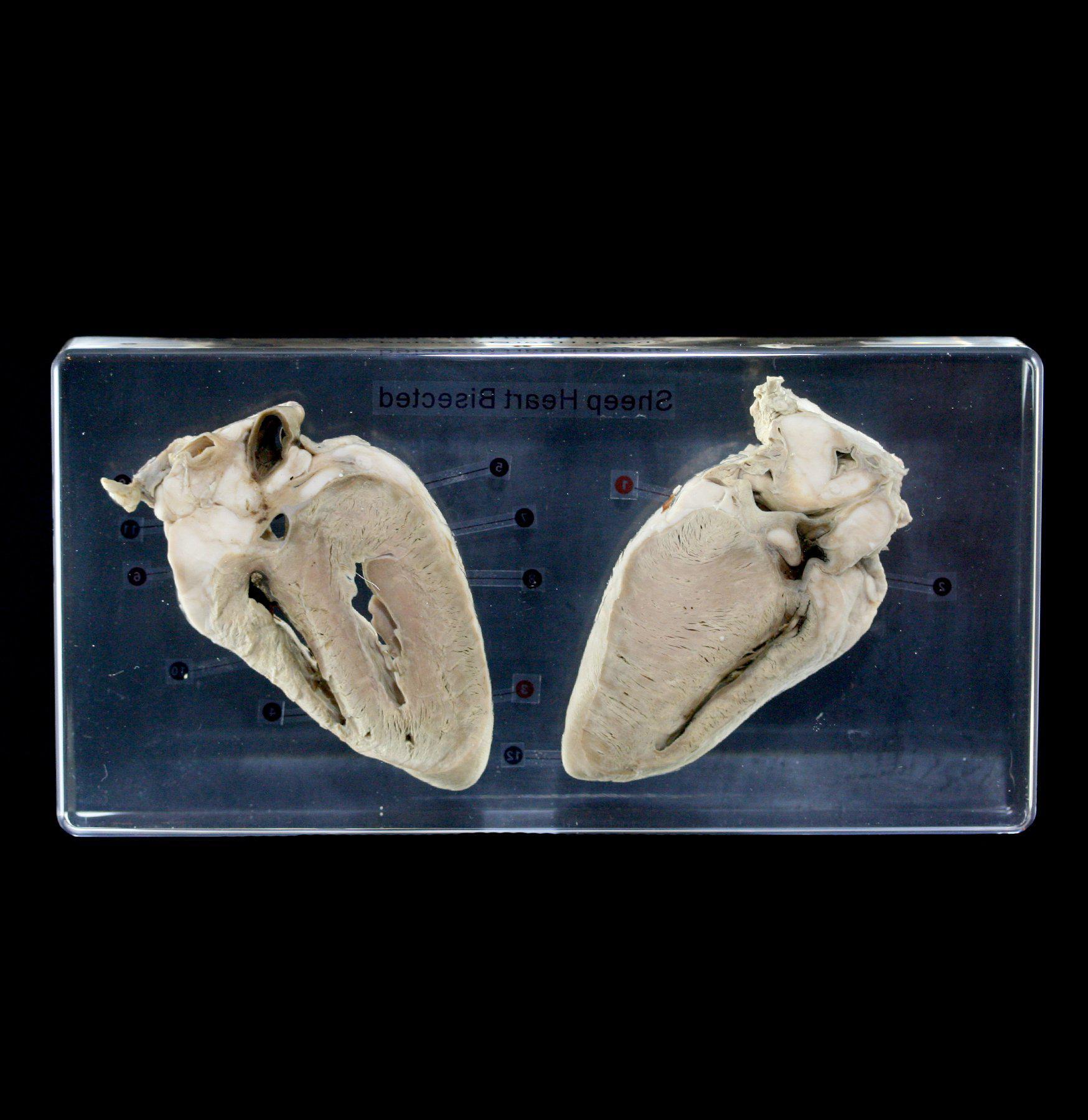 Sheep Heart Cross-Section Acrylic Block - Anatomical Specimen for Biology Education & Medical Study - Perfect for Classroom, Lab & Science Enthusiasts