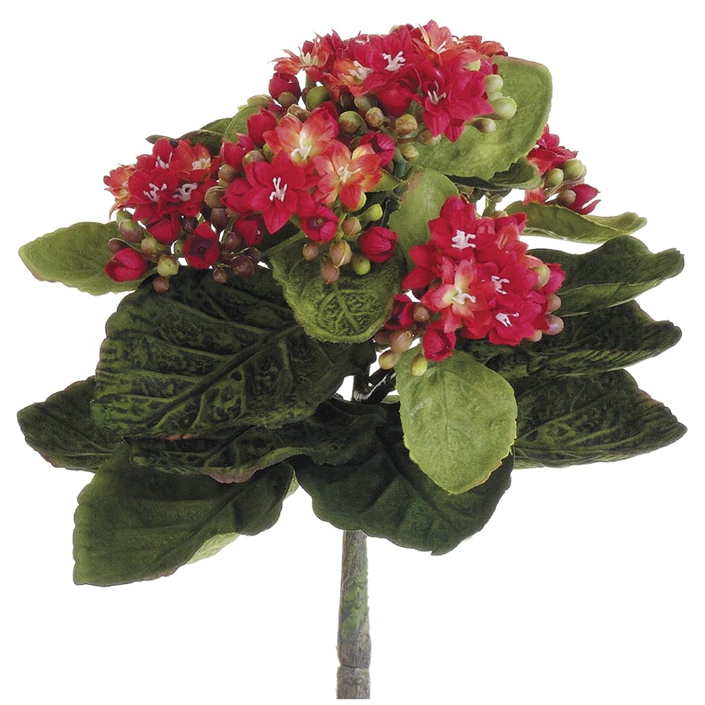 9 Inch Mini Kalanchoe Bush Red Succulent Plants - Pack of 12 Live Indoor/Outdoor Houseplants - Perfect for Home Decor, Office Desk, Wedding Centerpieces & Garden Landscaping