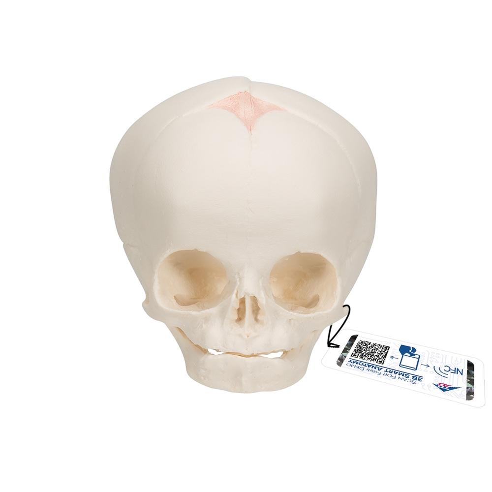 30 Week Fetal Skull Model - Accurate Pregnancy Development Anatomy for Medical Students & Educators | Perfect for Classrooms, Labs & Study