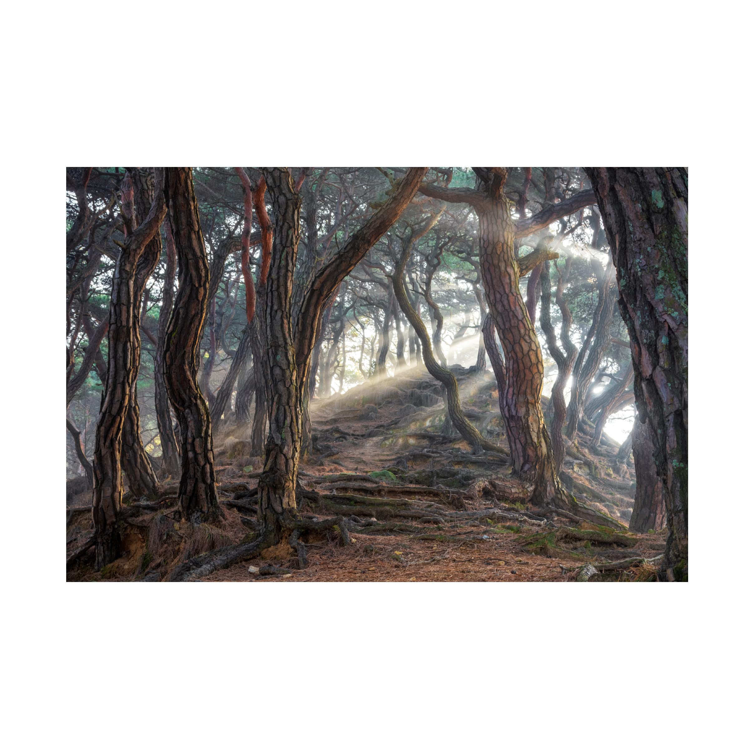 Trademark Fine Art 'Sacred Pine Forest' by Jaeyoun Ryu - Premium Canvas Wall Art for Living Room, Bedroom & Office Decor