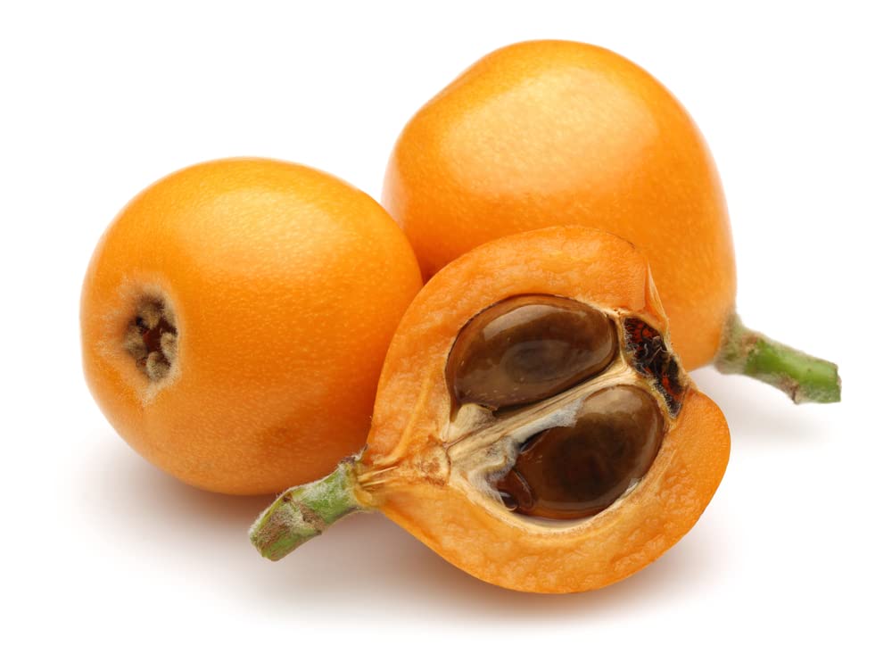 Organic Loquat Fruit Tree Seeds for Planting - Non-GMO Heirloom Eriobotrya Japonica - 3 Seeds per Packet by Isla's Garden Seeds - Perfect for Home Gardening, Edible Landscaping & Unique Gifts