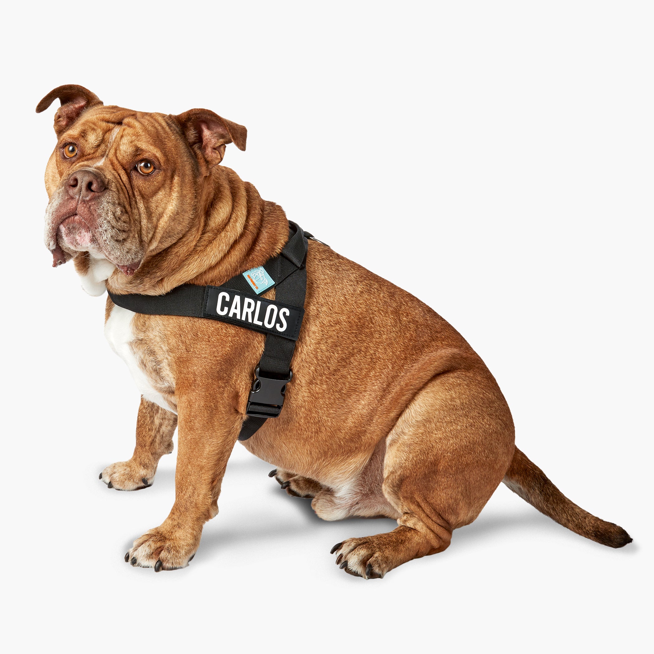 Premium No-Pull Dog Harness for Small, Medium & Large Dogs - Adjustable & Reflective - Black - Perfect for Walking, Running & Outdoor Adventures