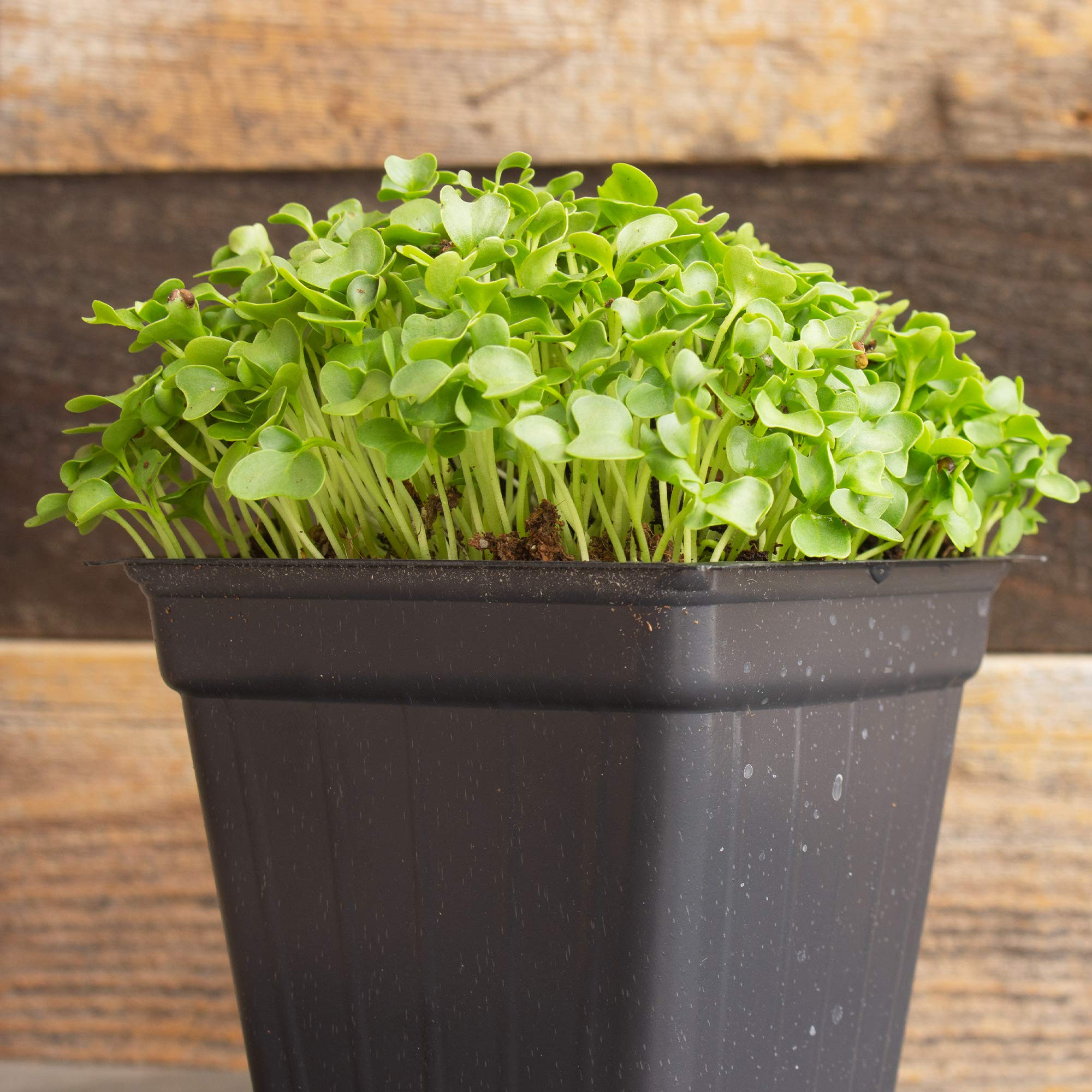 Kale Microgreens Seeds - 25 Lb Bulk ~3.2M Seeds - Non-GMO, High Germination Rate - Brassica Oleracea for Growing Microgreens - Perfect for Salads, Smoothies & Healthy Eating