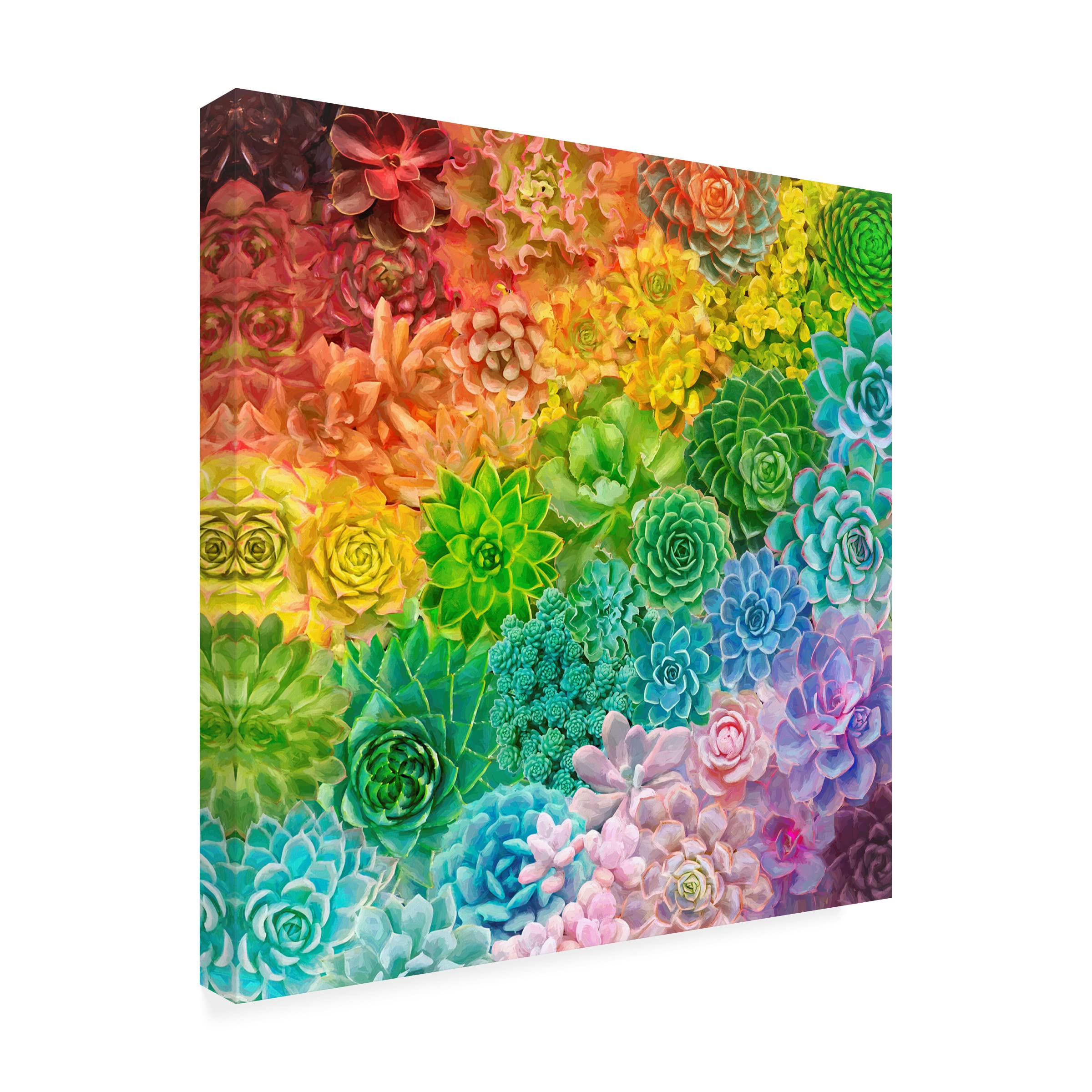 Trademark Fine Art 'Rainbow Succulents' Canvas Wall Art by Cora Niele - Vibrant Botanical Painting for Living Room, Bedroom & Office Decor