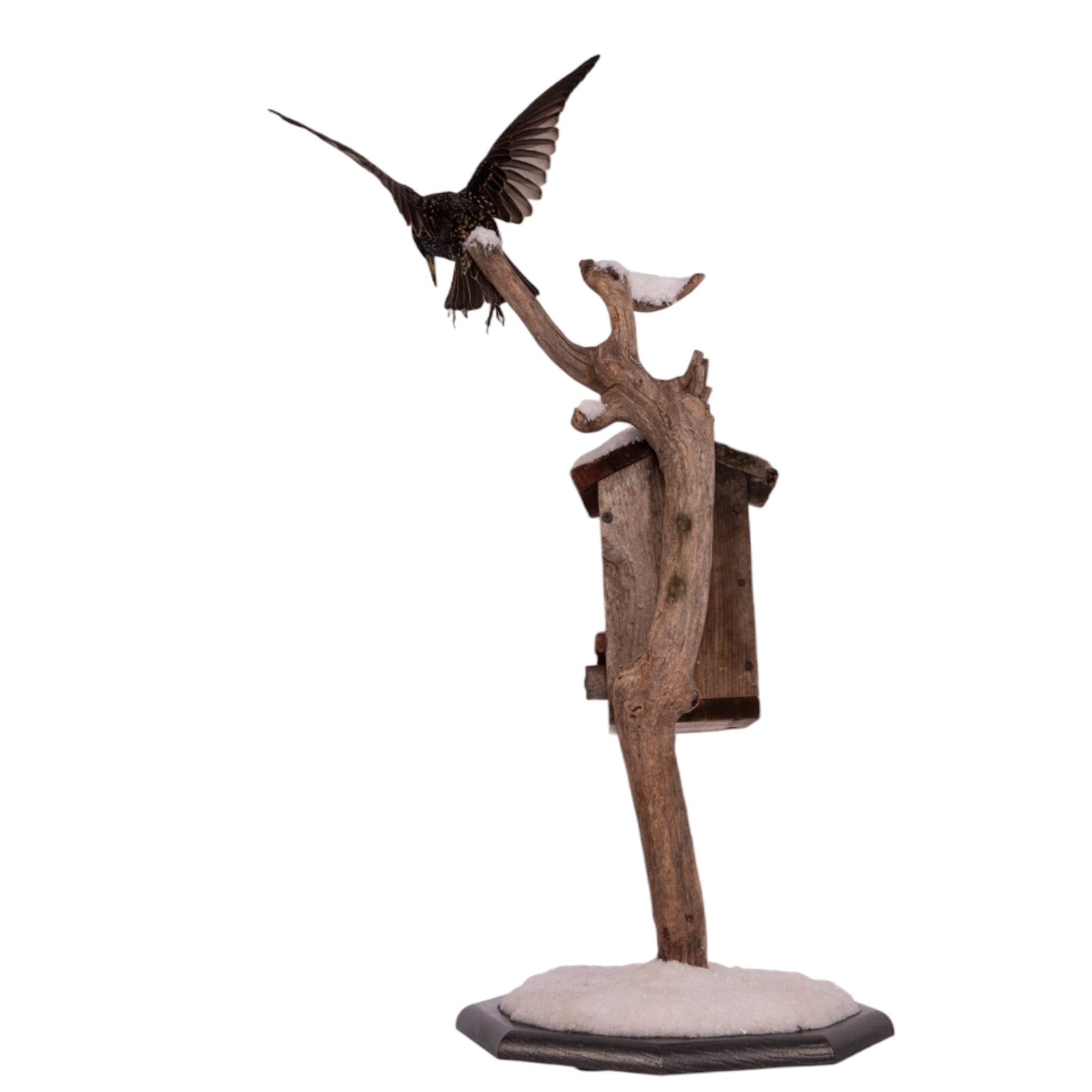 Realistic Starling Full Body Taxidermy Mount by Jaron Villemarette - Perfect for Home Decor, Nature Displays & Educational Use