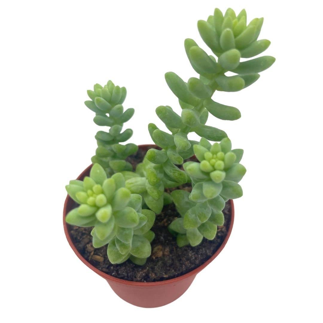 BubbleBlooms Burro's Tail Succulent Plant (Sedum Morganianum) - 3 Inch Pot, Donkey Tail/Burrito Tail - Perfect for Indoor Home Decor, Office Desk, and Hanging Basket Gardens