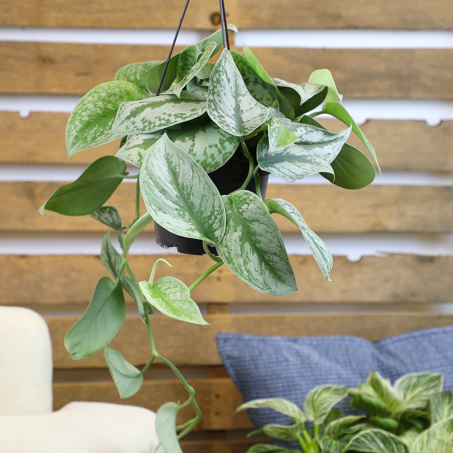 Silver Satin Pothos Live Plant in Hanging Basket - Easy Care Indoor Houseplant for Home & Office Decor | Air Purifying Houseplant for Bedroom, Living Room, Bathroom