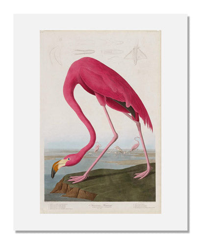 John James Audubon The Birds of America Plate 431 - American Flamingo Print | Vintage Bird Art for Home Decor & Nature Lovers | Perfect for Living Room, Office & Gift