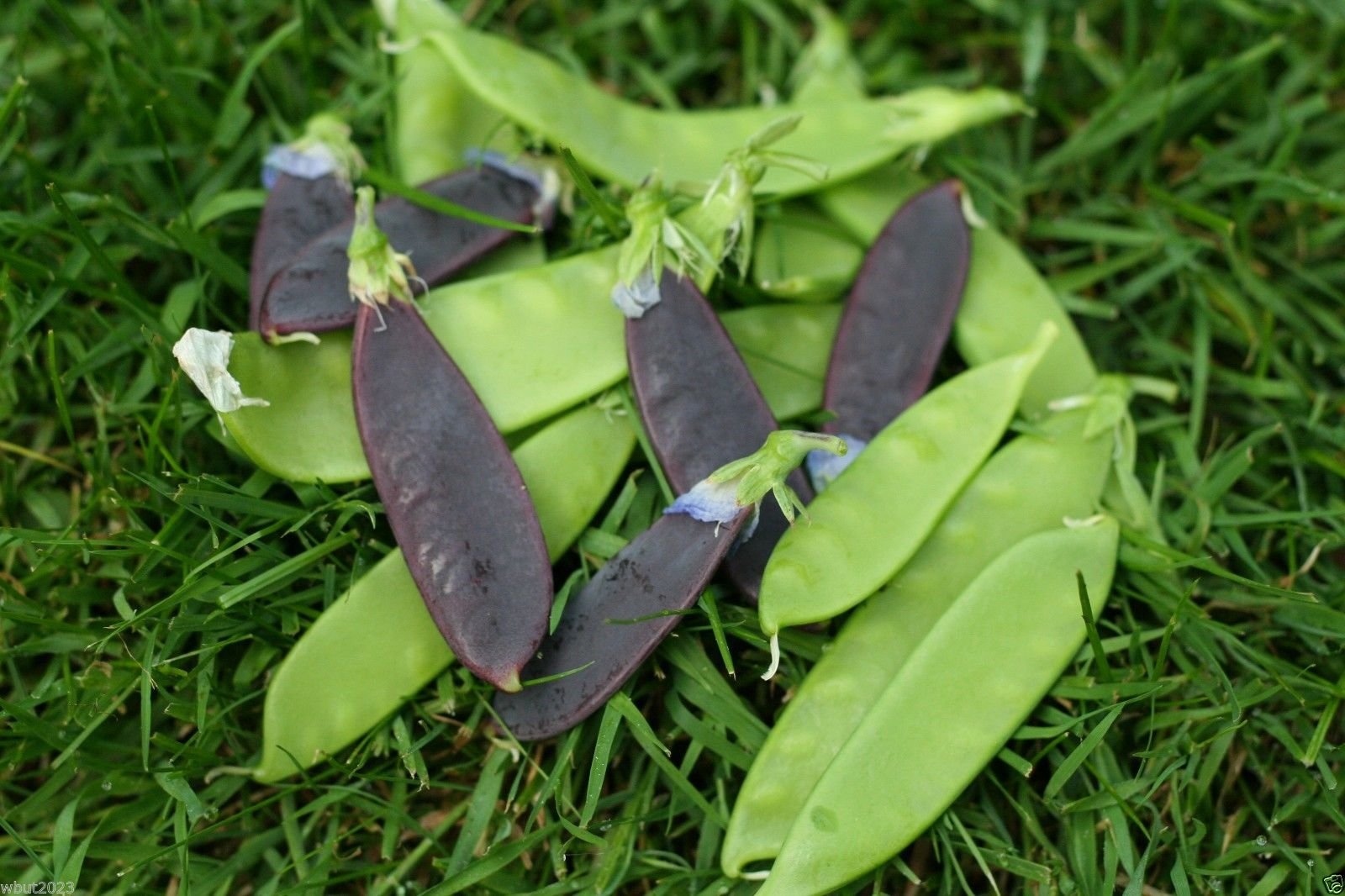 Snow Peas Seeds Mix - 100 Count - Yellow, Green & Purple Pods - Non-GMO, Heirloom Variety - Perfect for Home Gardens, Salads & Stir-Fry Dishes