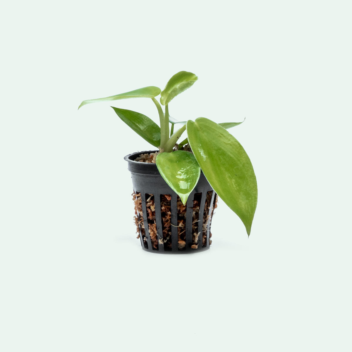Philodendron Jerry Horne Bare Root Plant - Live Houseplant for Home Decor, Office & Indoor Gardening | Easy Care Tropical Foliage