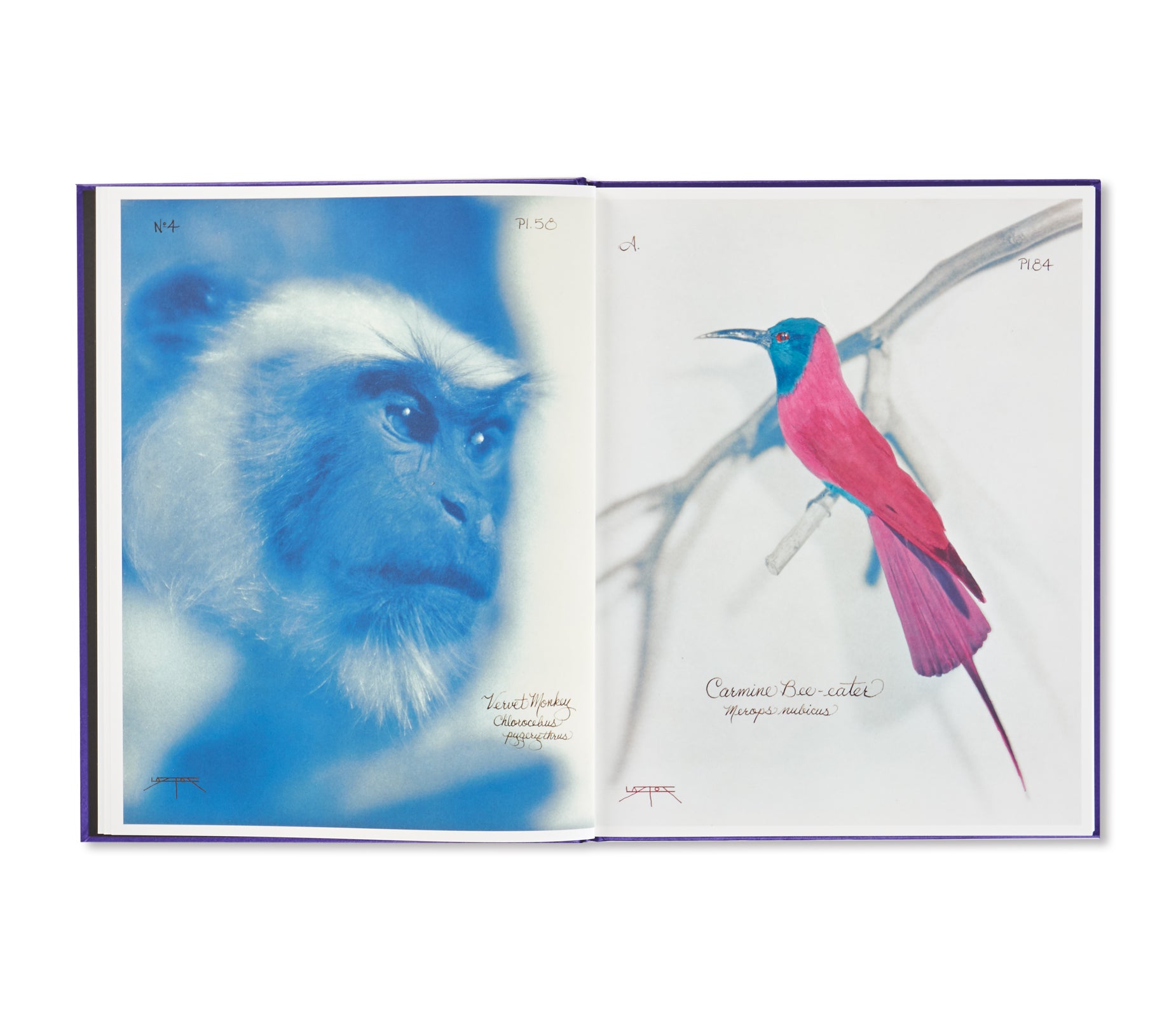 Pictorial Zoology by Laszlo Layton - Illustrated Animal Encyclopedia for Kids & Adults | Perfect for Homeschooling, Classroom Learning & Nature Enthusiasts