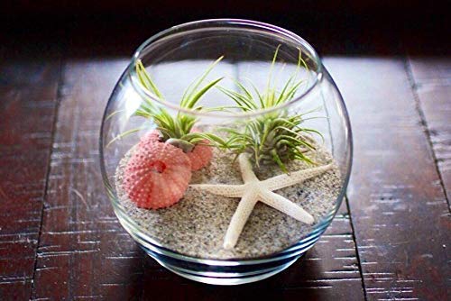 Beach Theme Air Plant Terrarium Kit - Unique Home Decor for Living Room, Office & Gifts - Low Maintenance Glass Terrarium with Sand & Shells