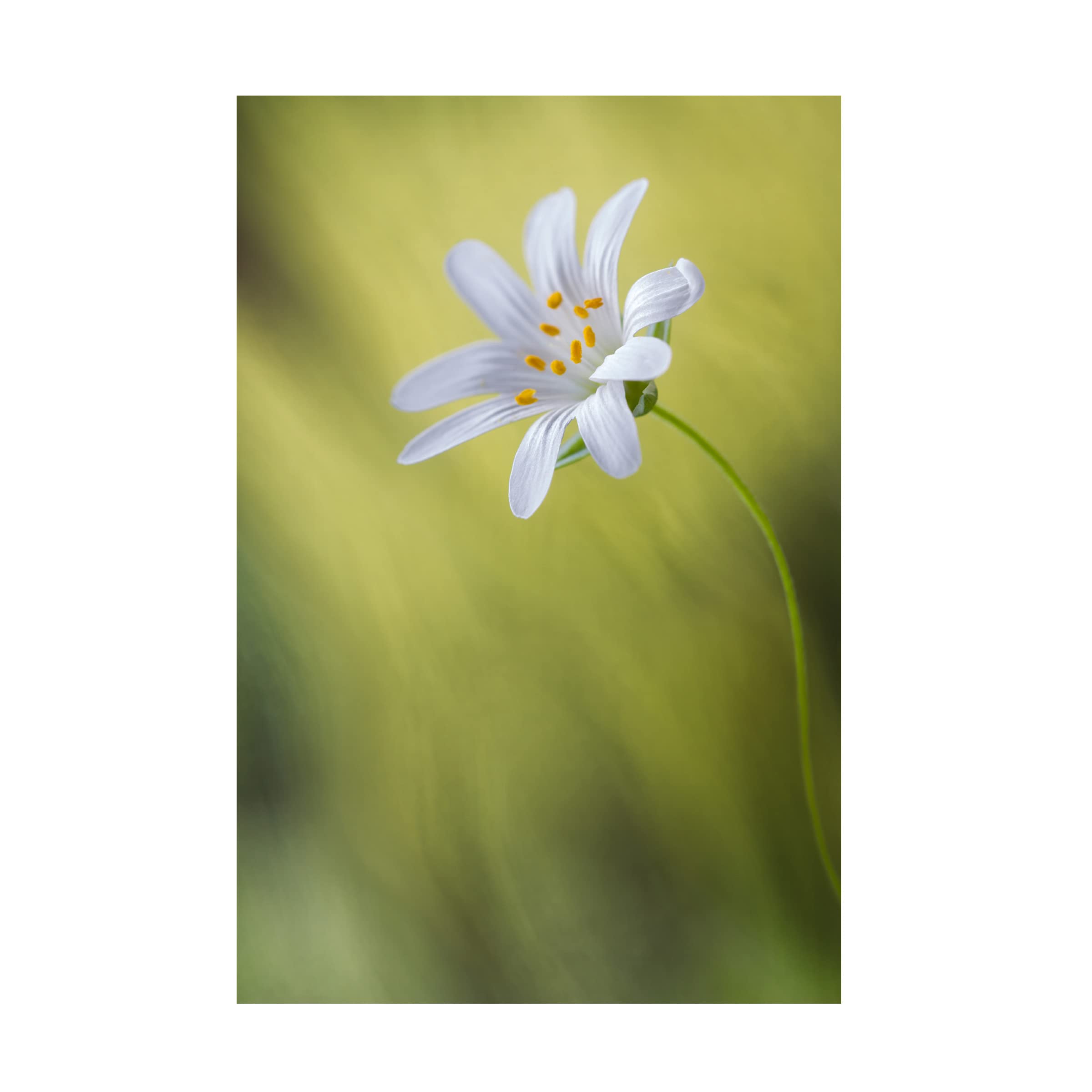 Trademark Fine Art 'Stitchwort' Canvas Wall Art by Mandy Disher - Floral Home Decor for Living Room, Bedroom & Office