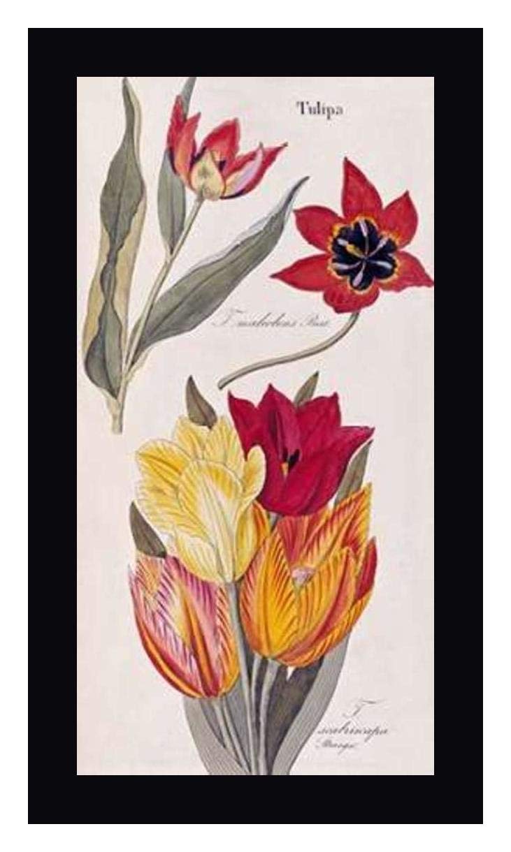 Tulips - Flora Universalis by David Nathaniel Dietrich - 20
