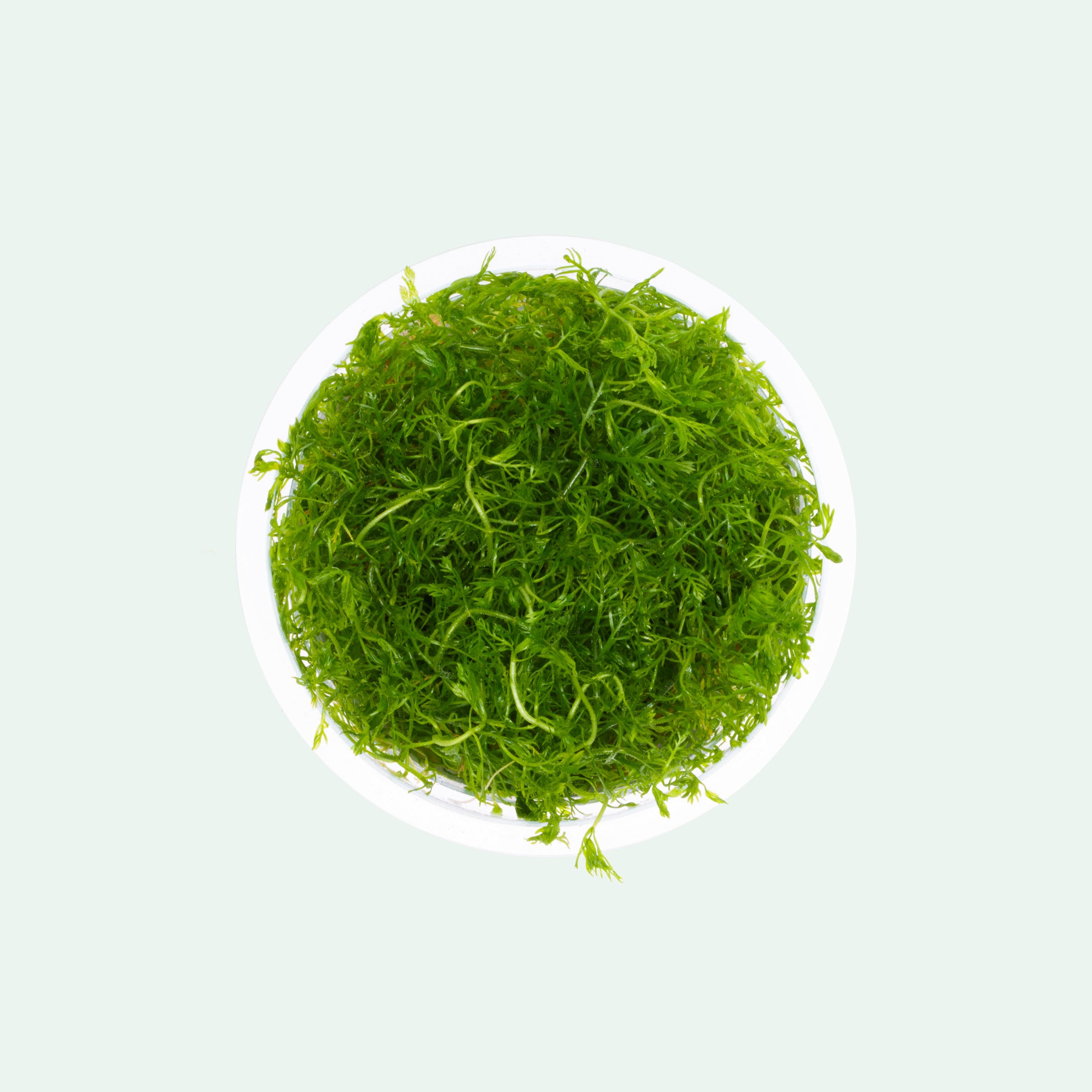 Hottonia Palustris Aquatic Plant Tissue Culture - Live Aquarium Plants for Fish Tank Decor | Perfect for Freshwater Aquascaping & Shrimp Tanks