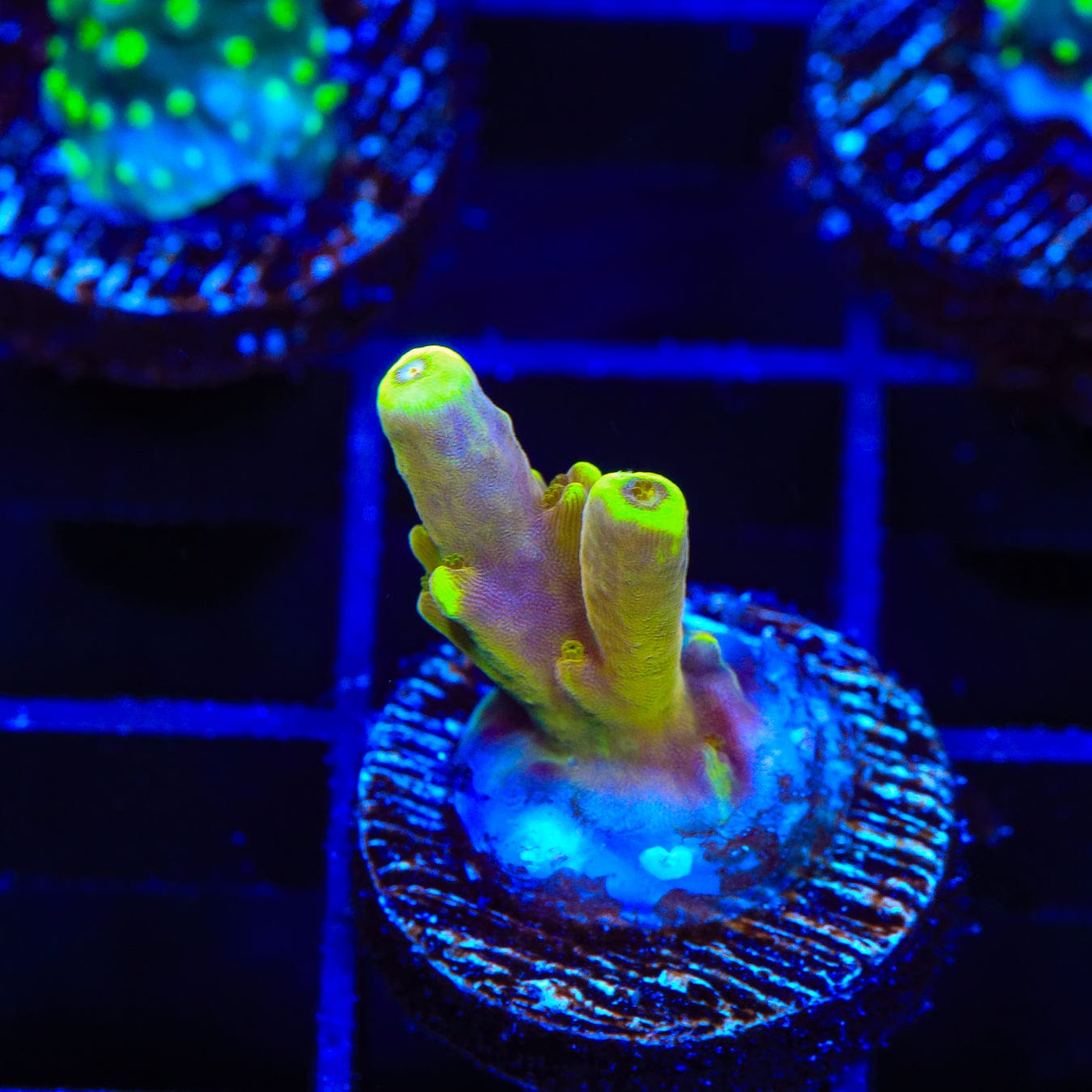 Premium CB Golden Jawdropper Acropora Coral - Captive Bred Saltwater Coral for Reef Aquariums | Perfect for Coral Fragging and Marine Tank Decoration