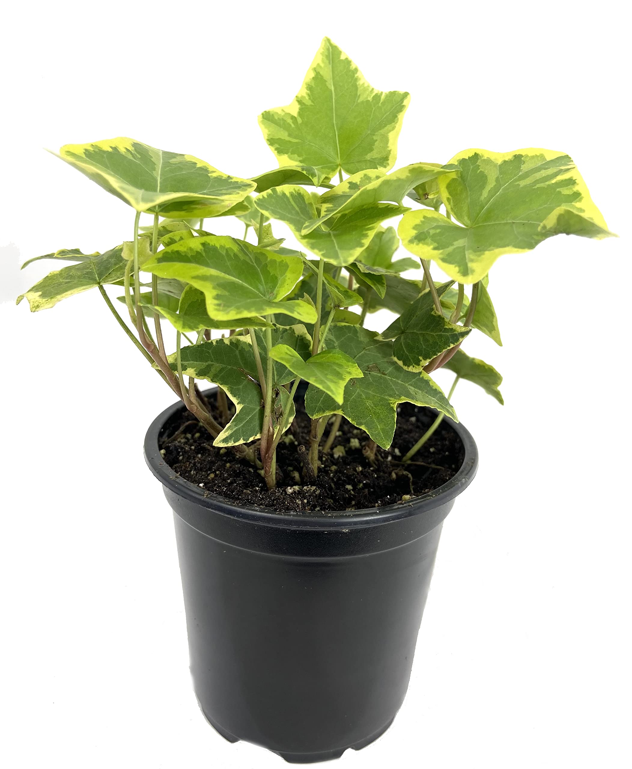 Golden English Ivy (Hedera Helix) - 3 Live Plants in 4 Inch Pots - Easy Care Indoor Air Purifying Houseplant Vine - Perfect for Home, Office, and Hanging Basket Decor