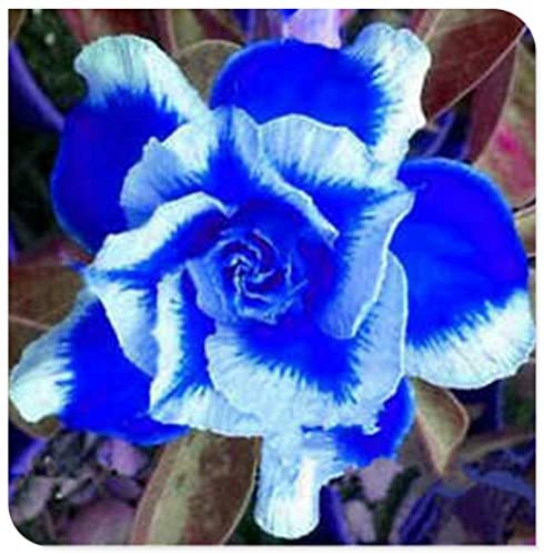 2 Pack Desert Rose Tubers - Perennial Flowering Plant for Pots, Year-Round Planting, Easy to Grow - Perfect for Home Garden Decor, Balcony Plants & Unique Gift Ideas